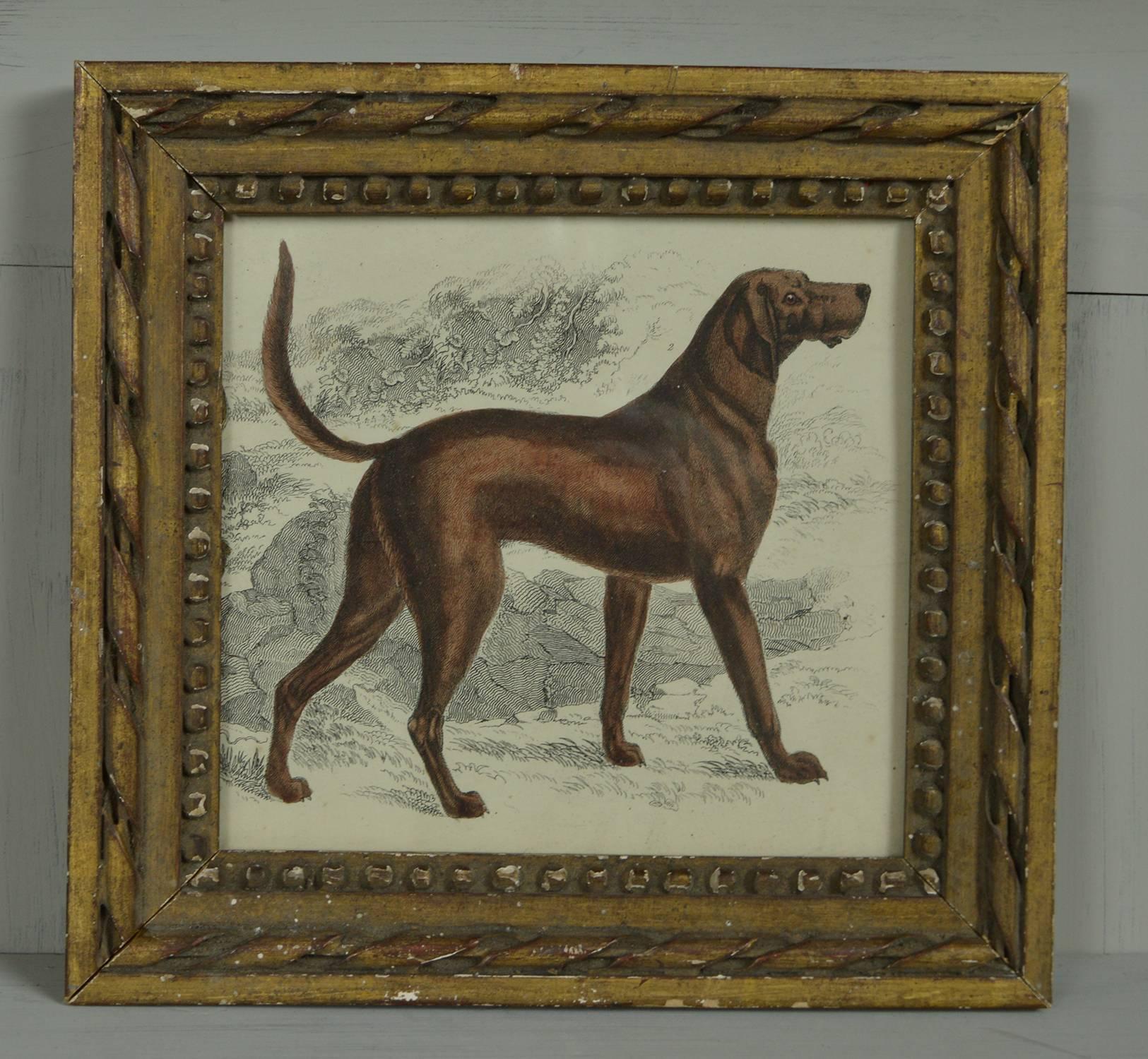 Great image of a bloodhound.

Hand colored lithograph.

Original color.

From Goldsmith's animated nature.

Published by Fullarton, London and Edinburgh, 1847.

Presented in a distressed antique gilt frame.



 