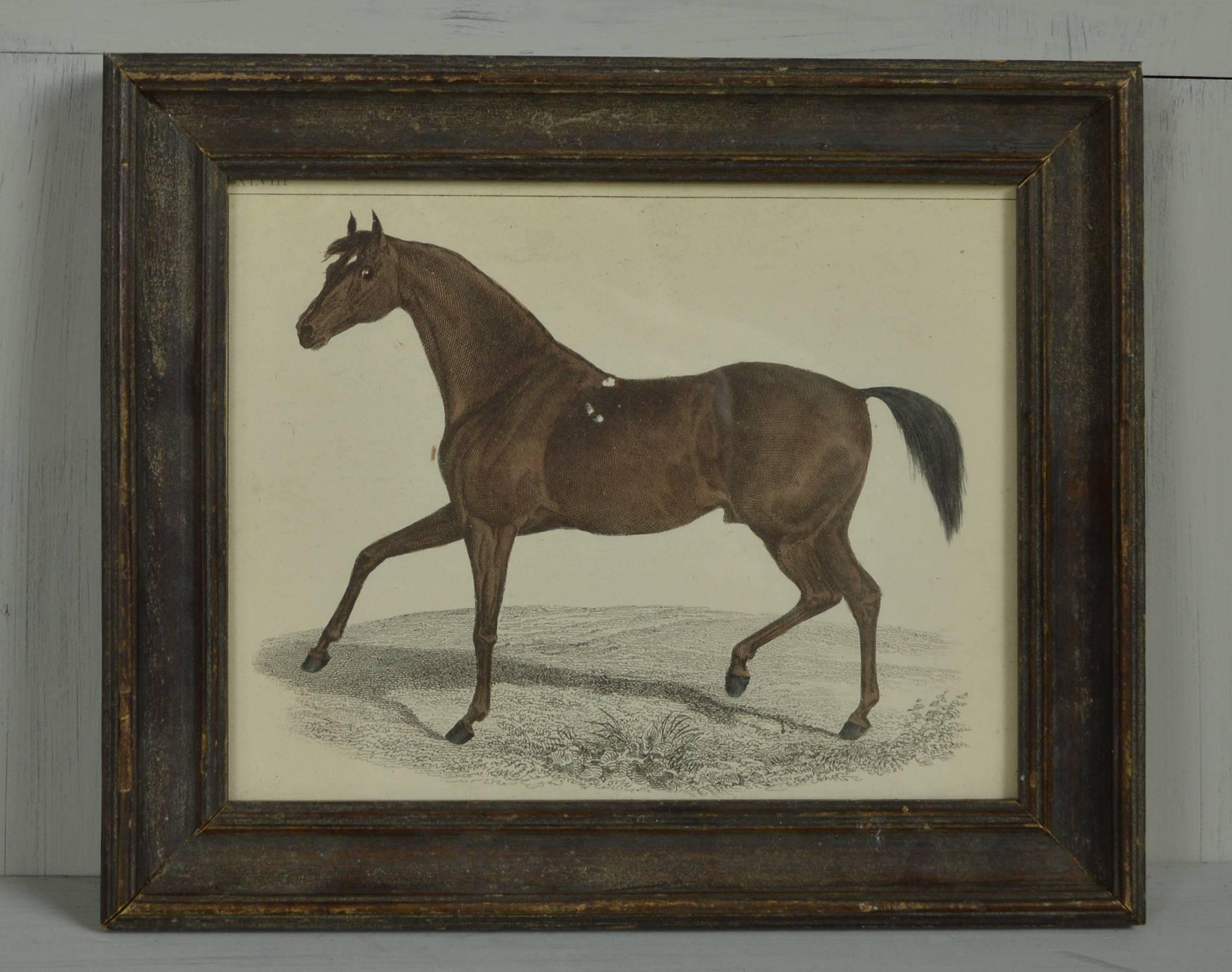 Great image of a horse.

Hand-colored lithograph.

Original color.

From Goldsmith's Animated Nature.

Published by Fullarton, London and Edinburgh, 1847.

Presented in an antique stained wood frame.

The measurement given below is the