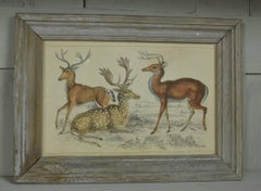 Original Antique Print of a Group of Deer, 1847