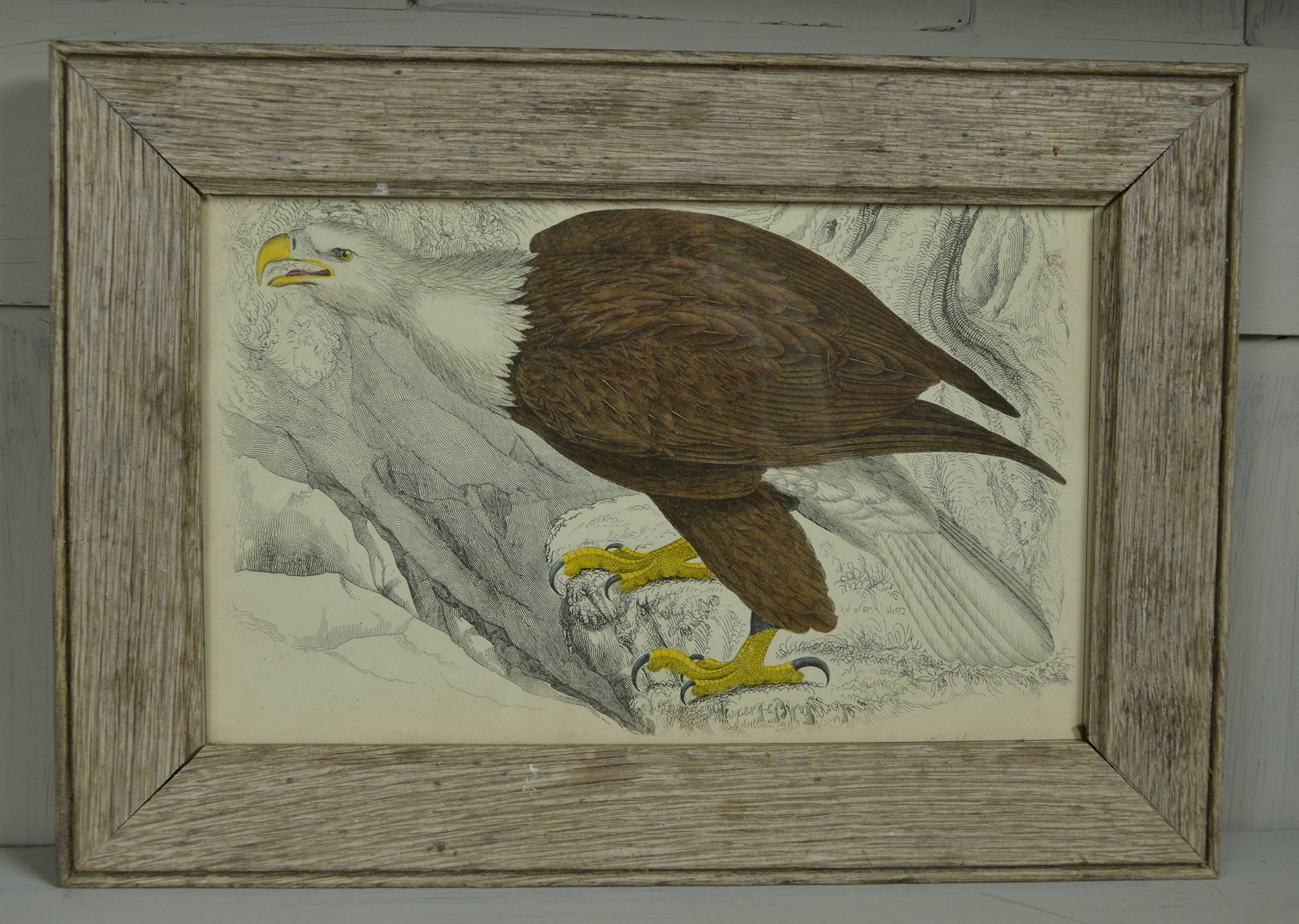 Great image of white tailed eagle

Hand colored lithograph.

Original color.

From Goldsmith's Animated Nature.

Published by Fullarton, London and Edinburgh, 1847.

Presented in a distressed antique oak frame.

The measurement given