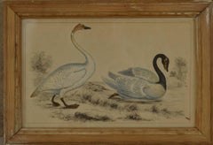 Original Antique Print of Swans, 1847