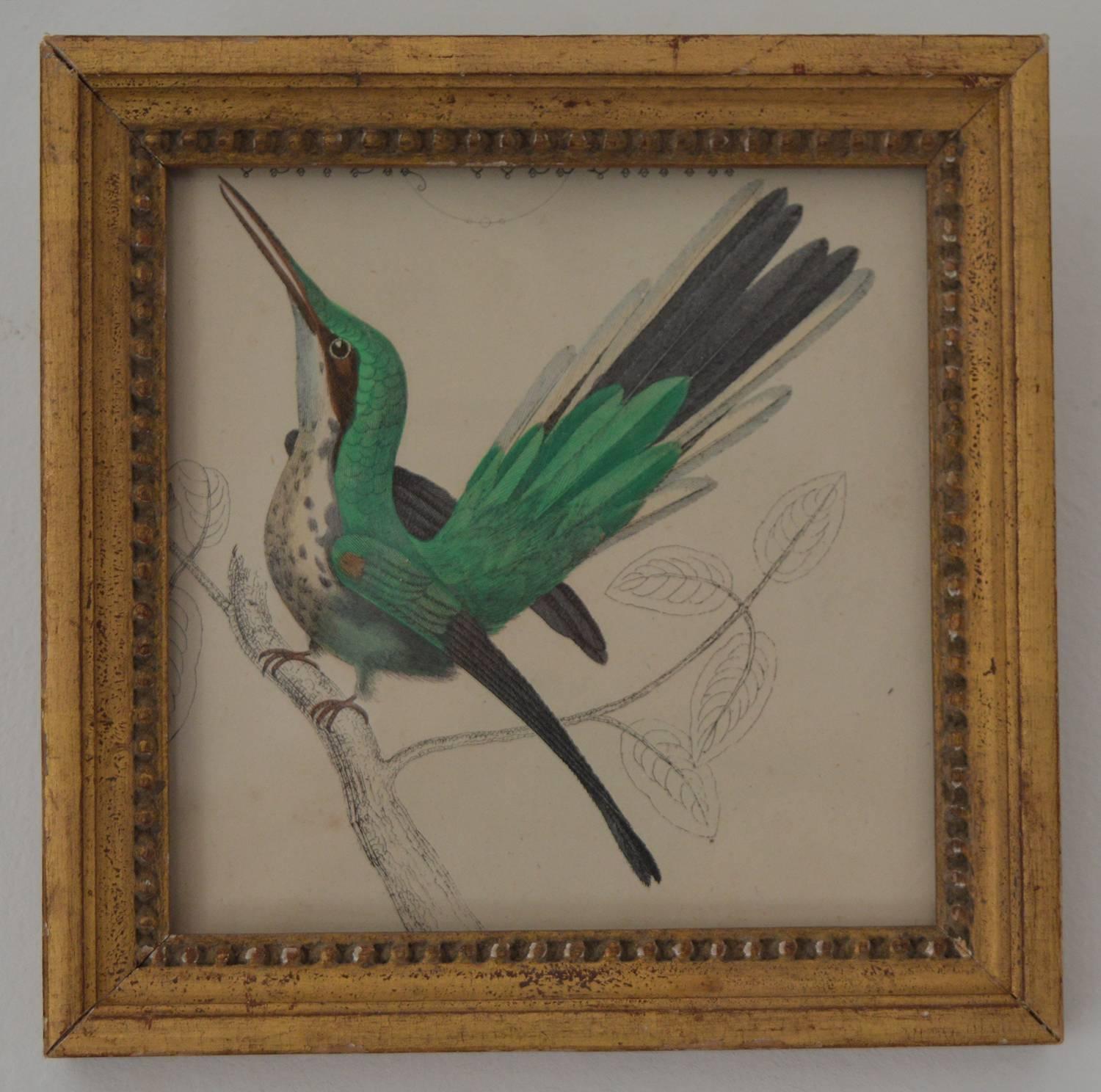 Great image of a hummingbird.

Hand-colored lithograph.

Original color.

From Goldsmith's Animated Nature.

Published by Fullarton, London and Edinburgh, 1847.

Presented in antique gilt frame.

The measurement given below is the frame size.

  