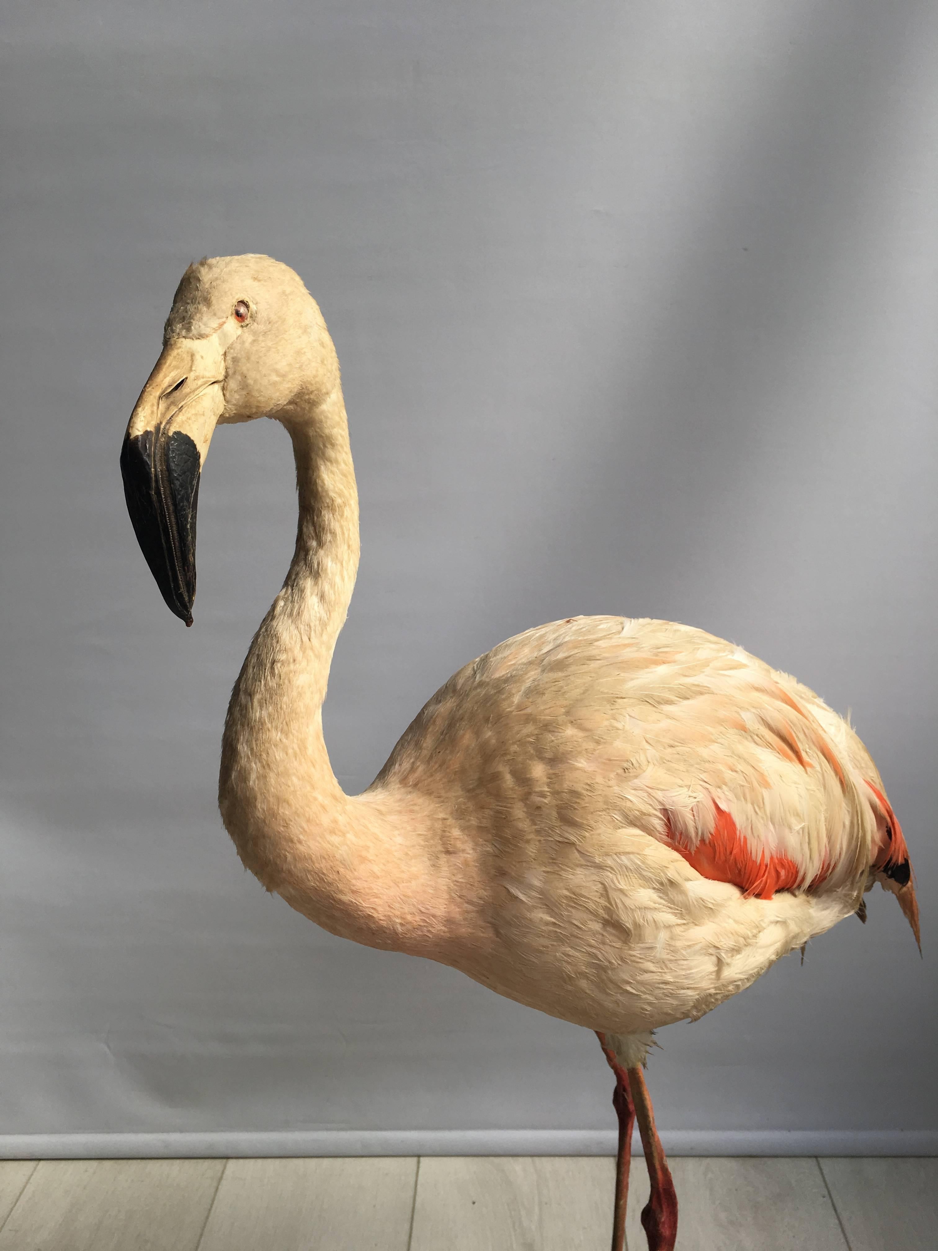 Rare example of taxidermy flamingo

Mounted on wooden base

Stands 82cm tall.