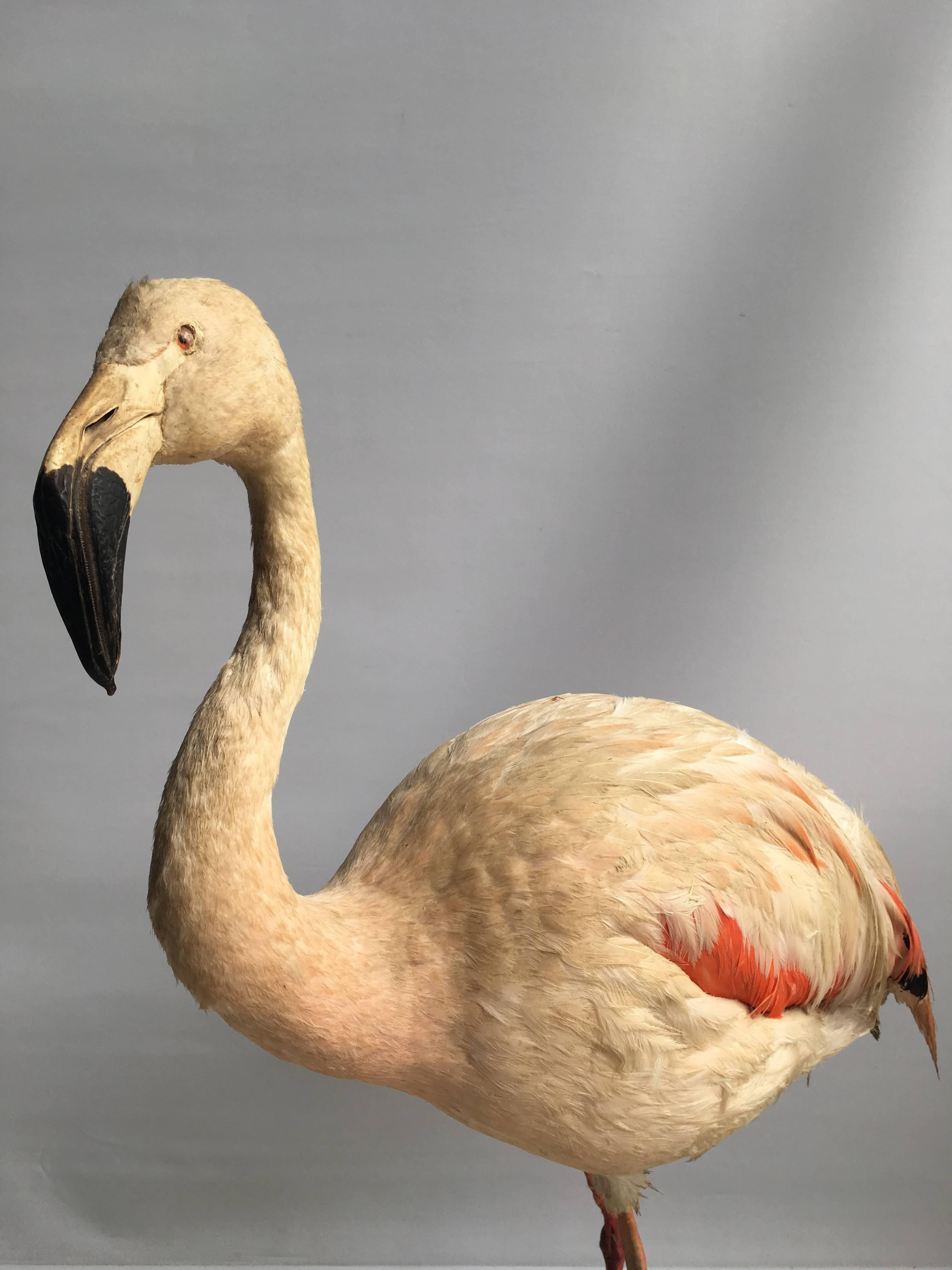 Taxidermy Flamingo In Fair Condition In West Sussex, GB