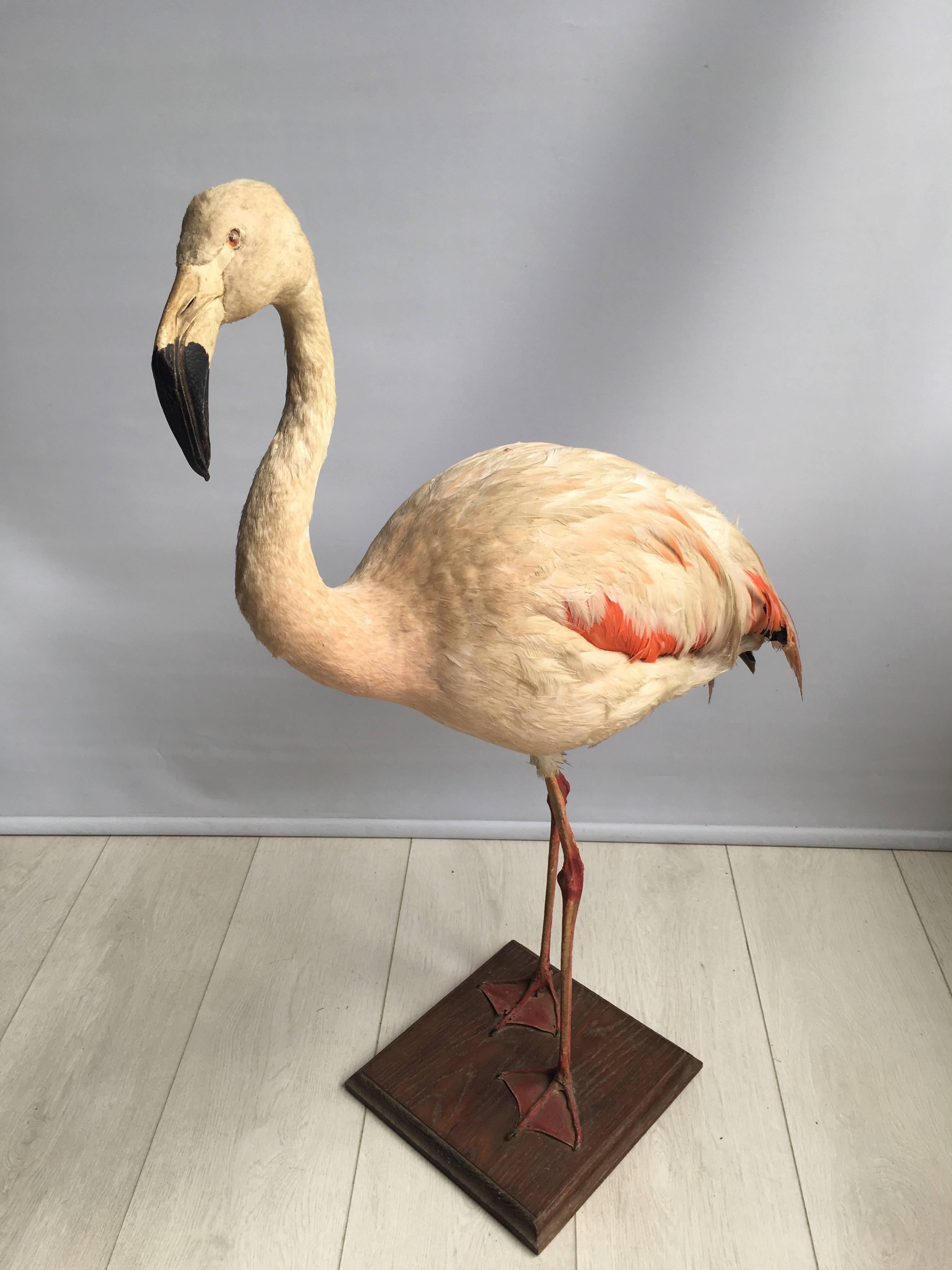 Mid-20th Century Taxidermy Flamingo