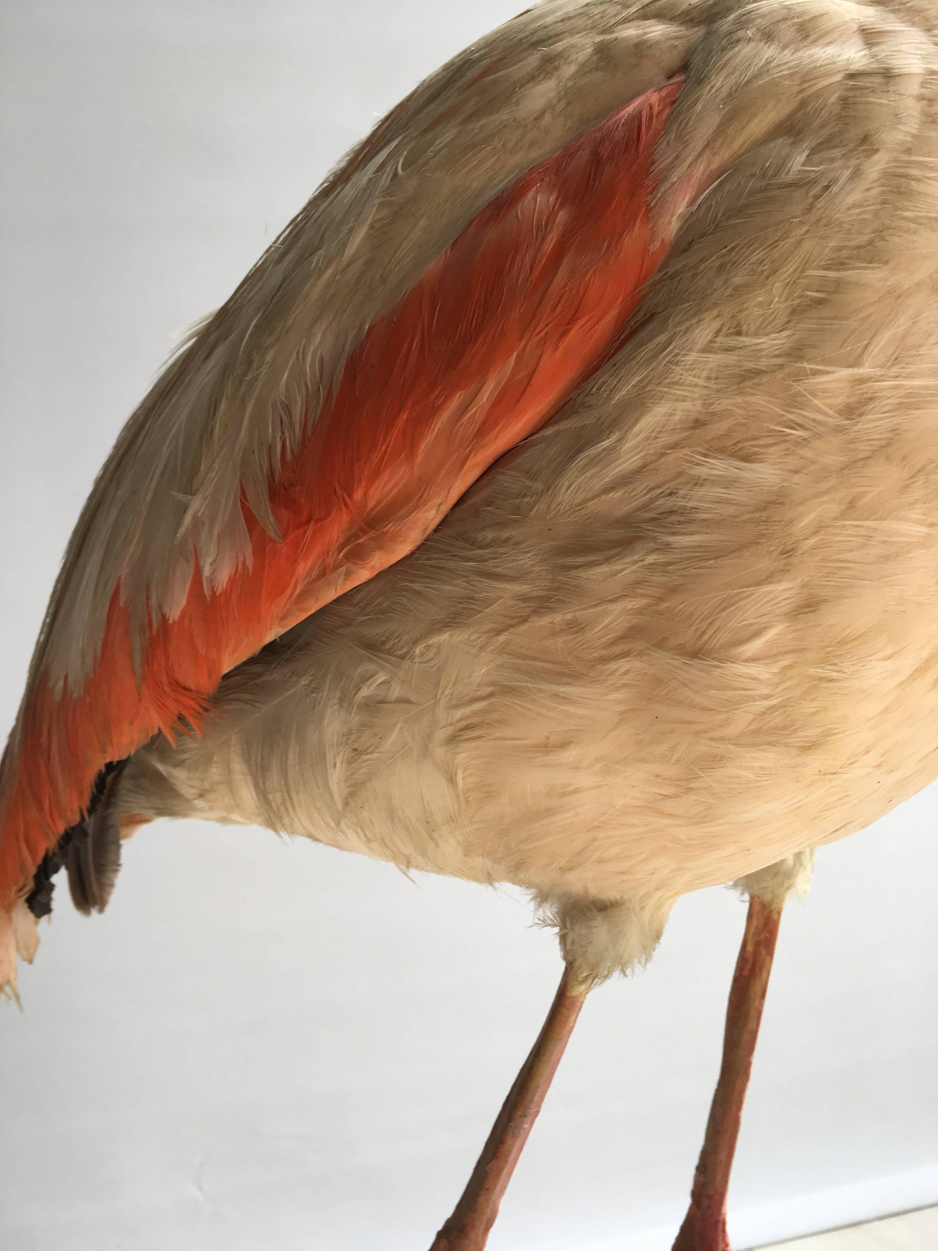 Taxidermy Flamingo 4