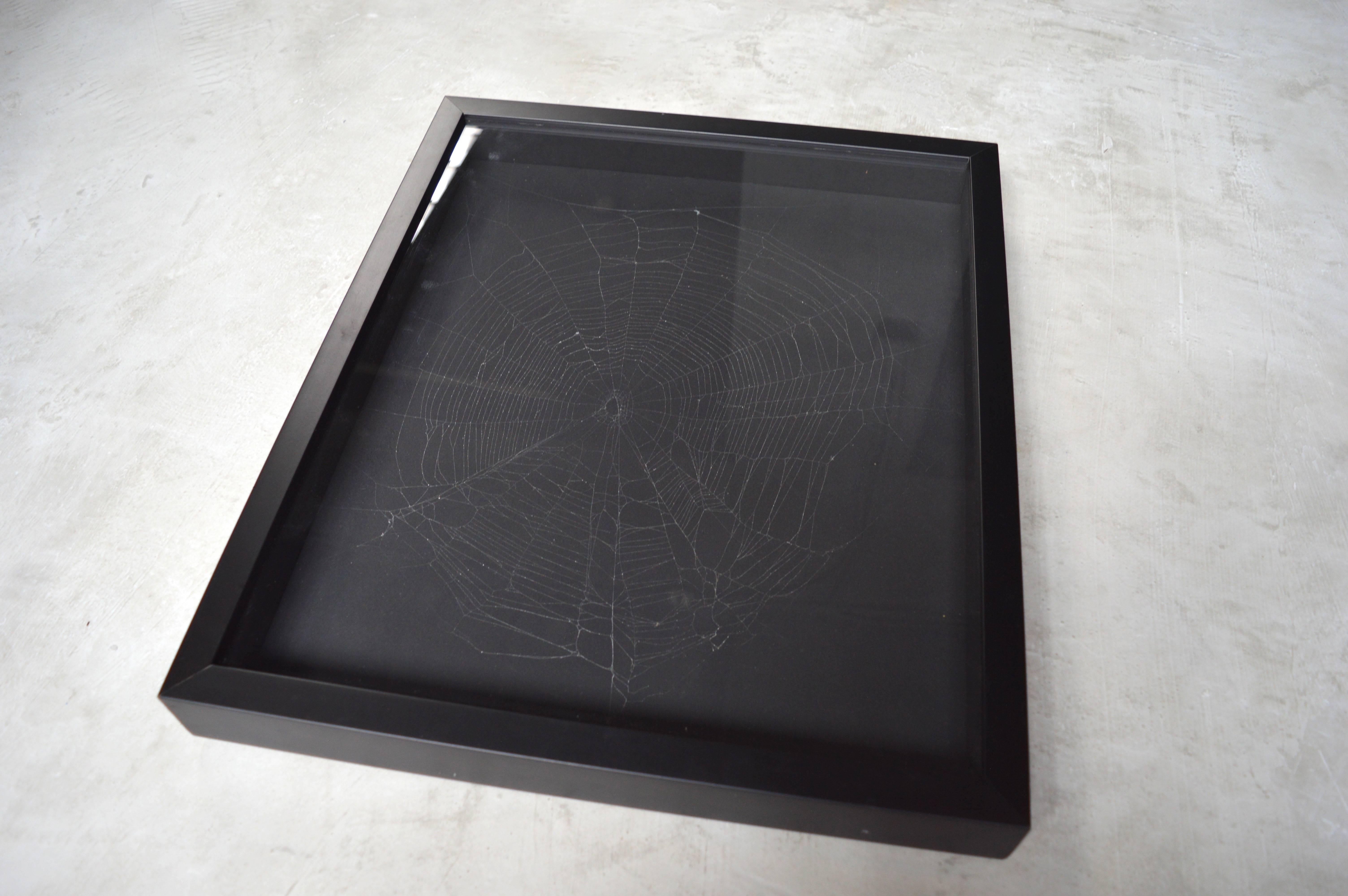 Large-scale real captured spider web with black frame, and behind plastic. Unique object.