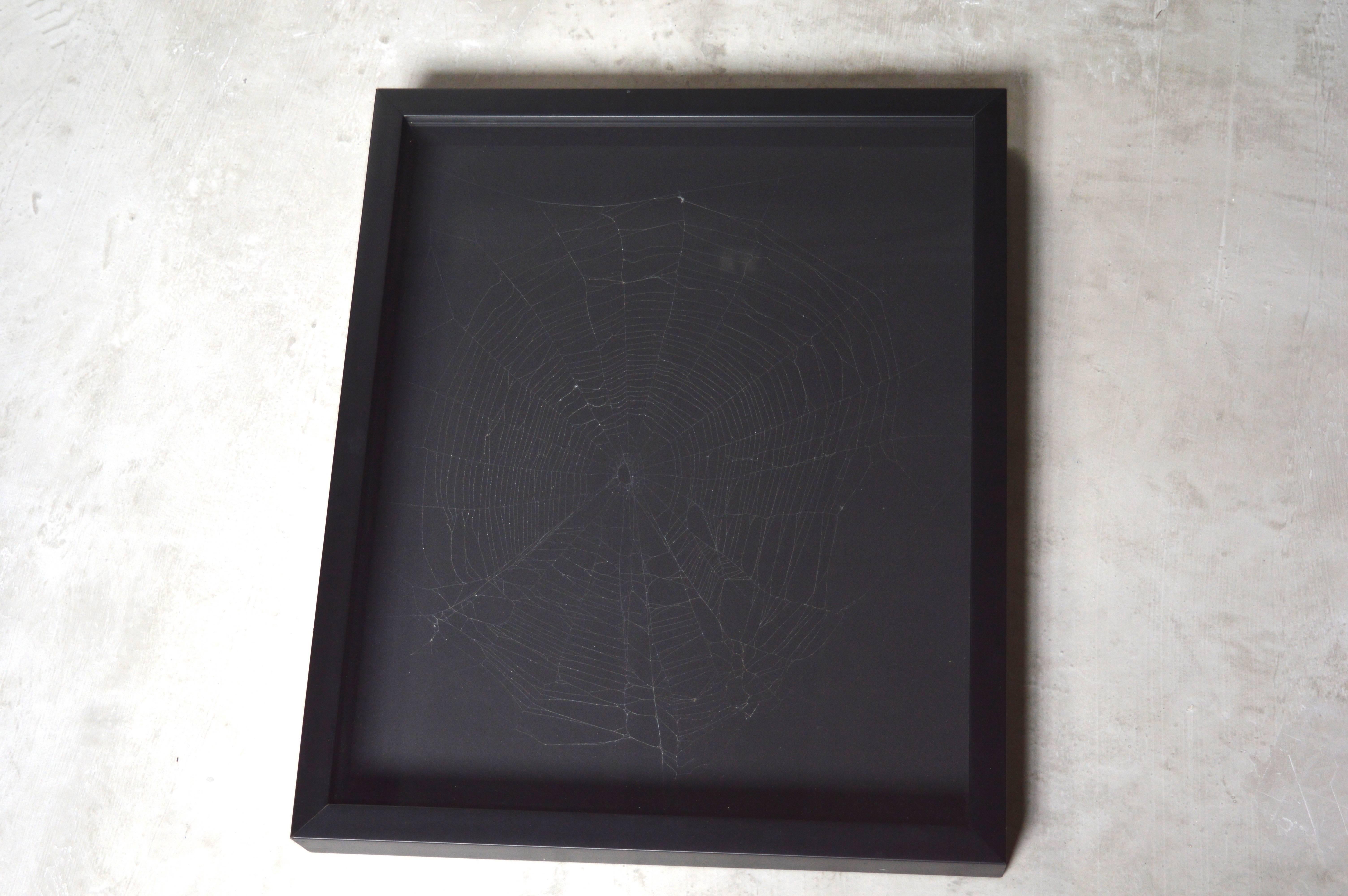American Captured Spider Web For Sale