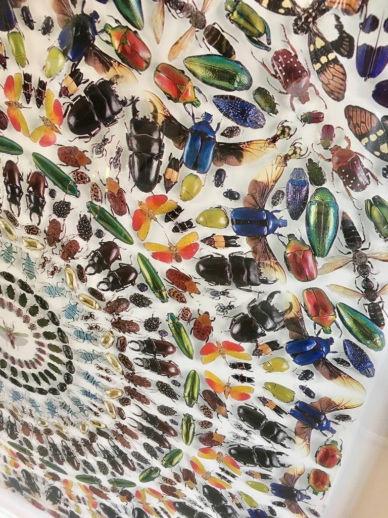 Damien Hirst Entomology Wallpaper at 1stDibs | damien hirst wallpaper