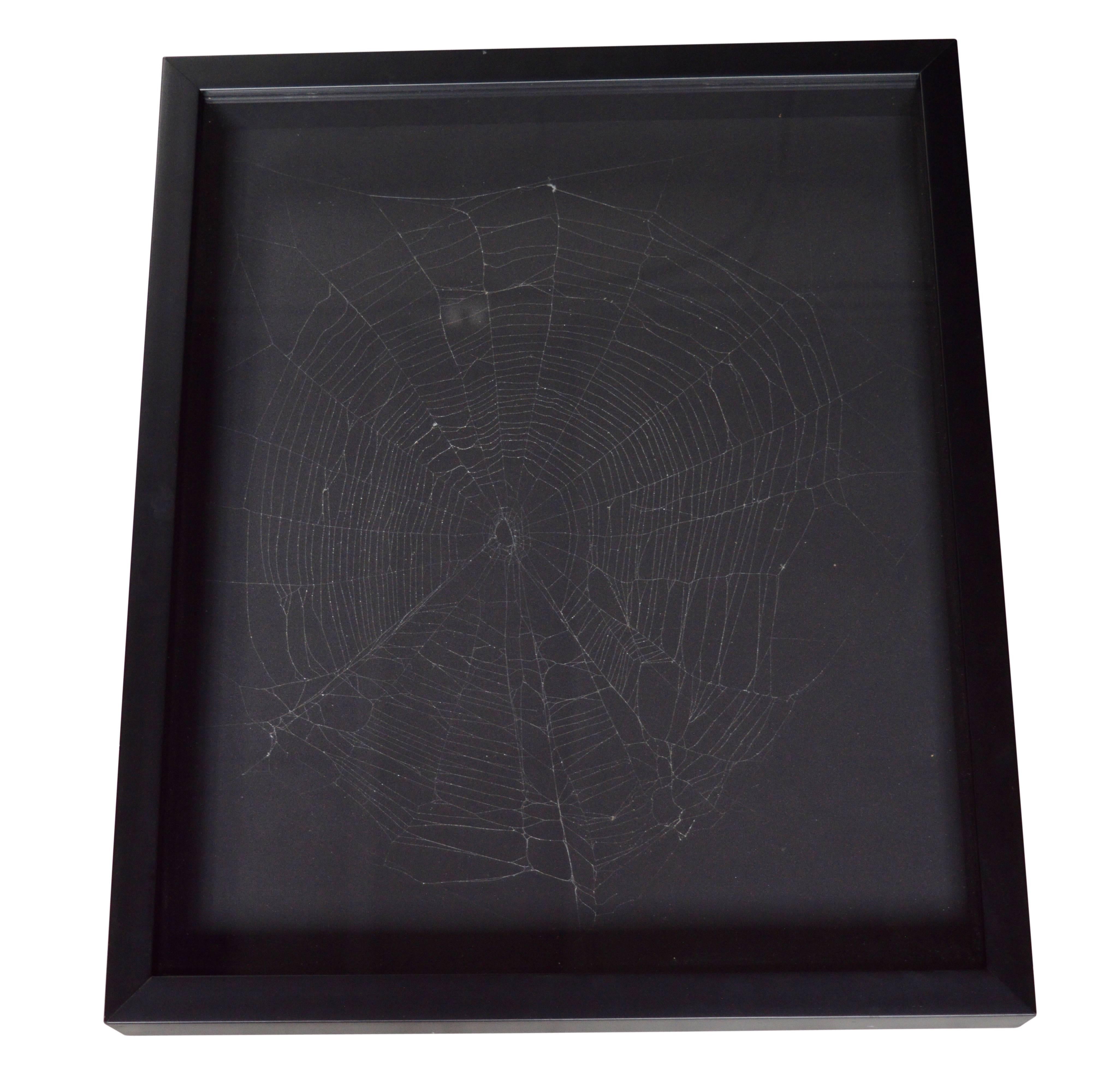 Captured Spider Web For Sale