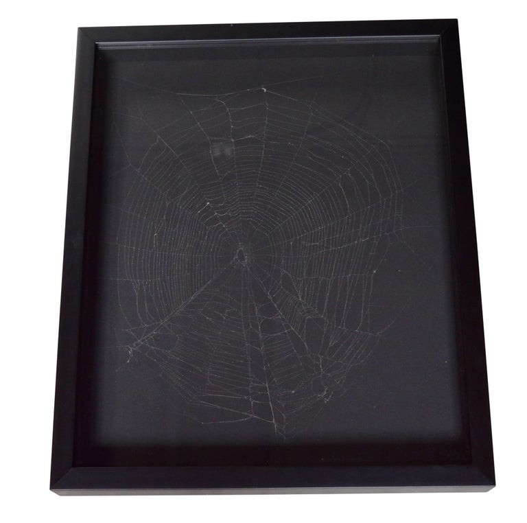 Captured Spider  For Sale at 1stDibs