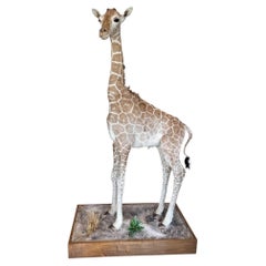 Taxidermy Baby Giraffe, USA 2010