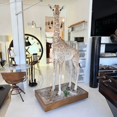 Taxidermy Baby Giraffe, USA 2010