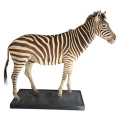 Taxidermy Zebra, 1970s Africa