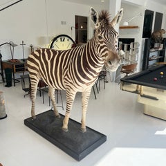 Taxidermy Zebra, 1970s Africa