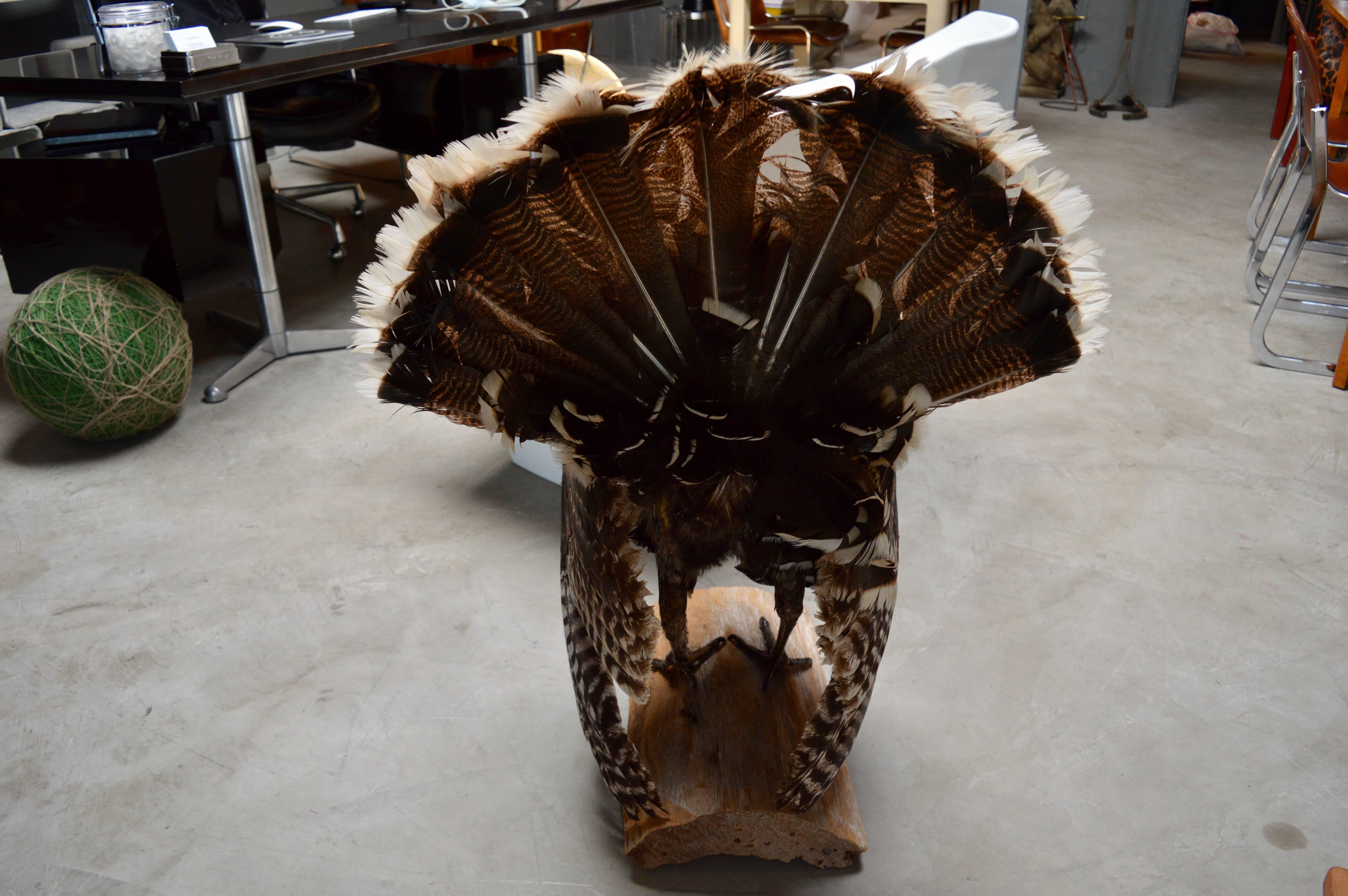 wild turkey mounts