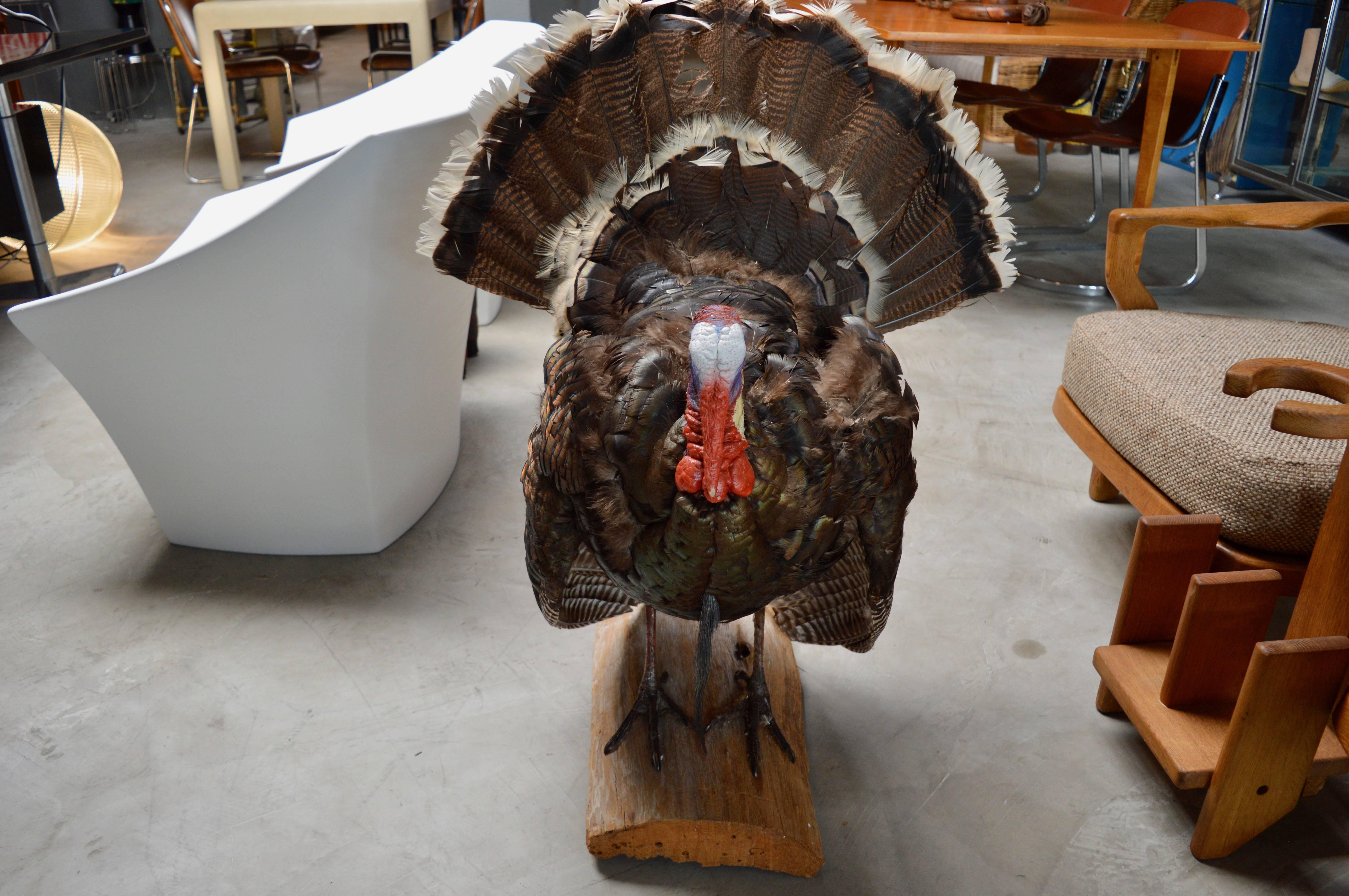 Great taxidermy of a wild Turkey. Great coloring and stance. Good vintage condition.