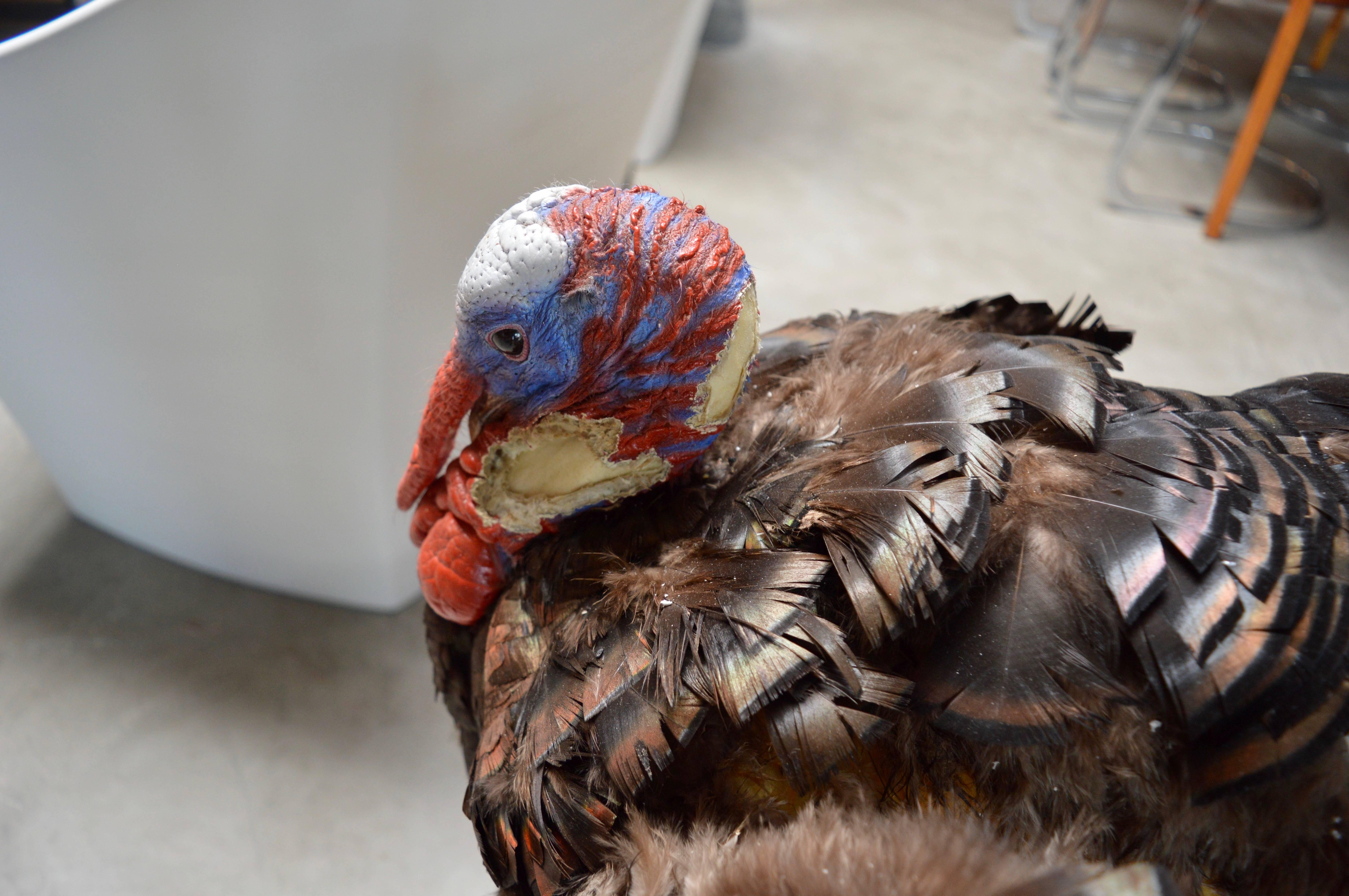 American Wild Turkey Taxidermy