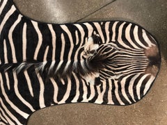 Grade "A" Equus Burchell Zebra Skin Rug