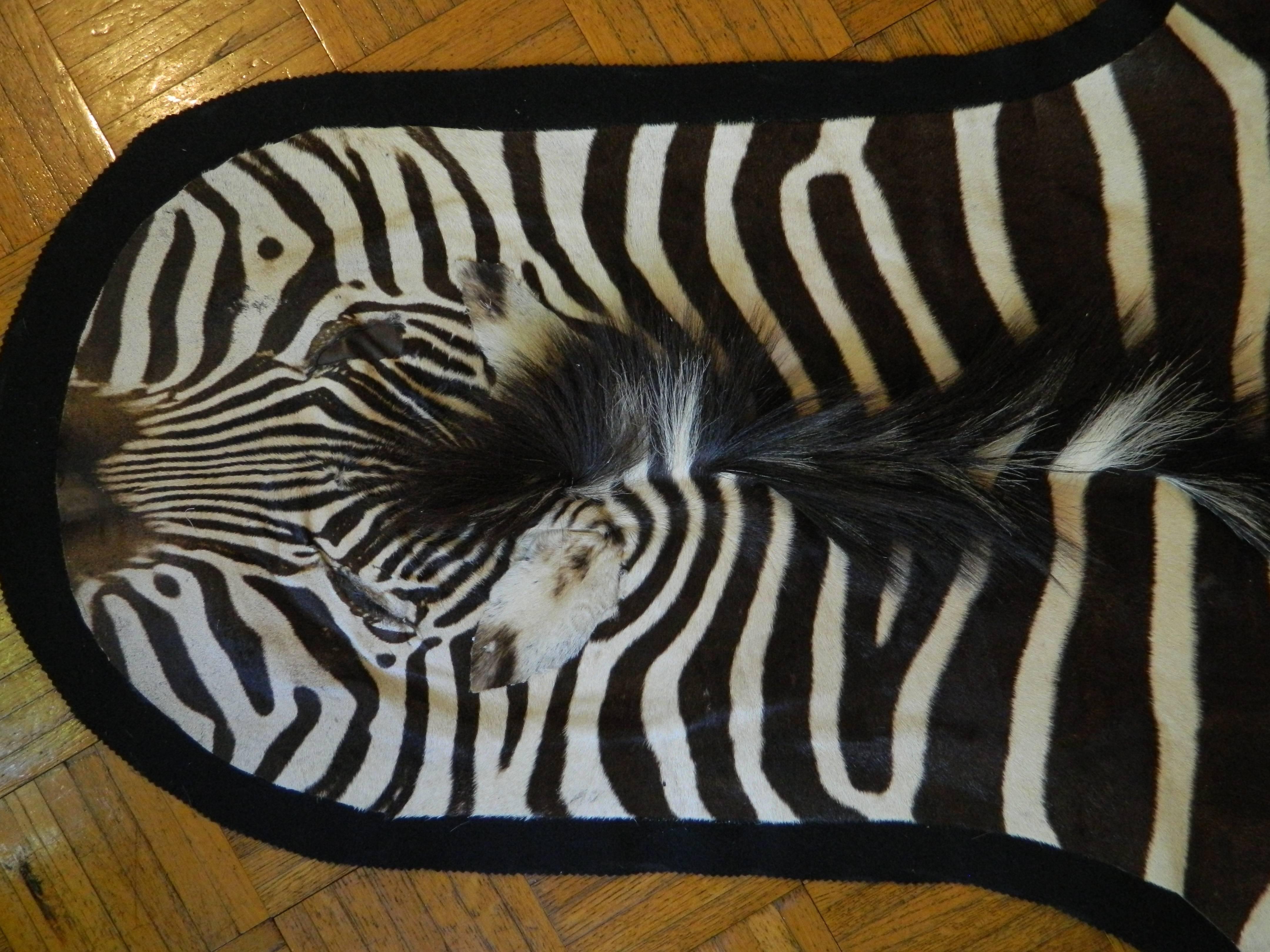 New great quality Burchel zebra hide
Size: 87" L x 54" W, excluding the tail,
Country of origin: South Africa 

Please contact us for any other information.