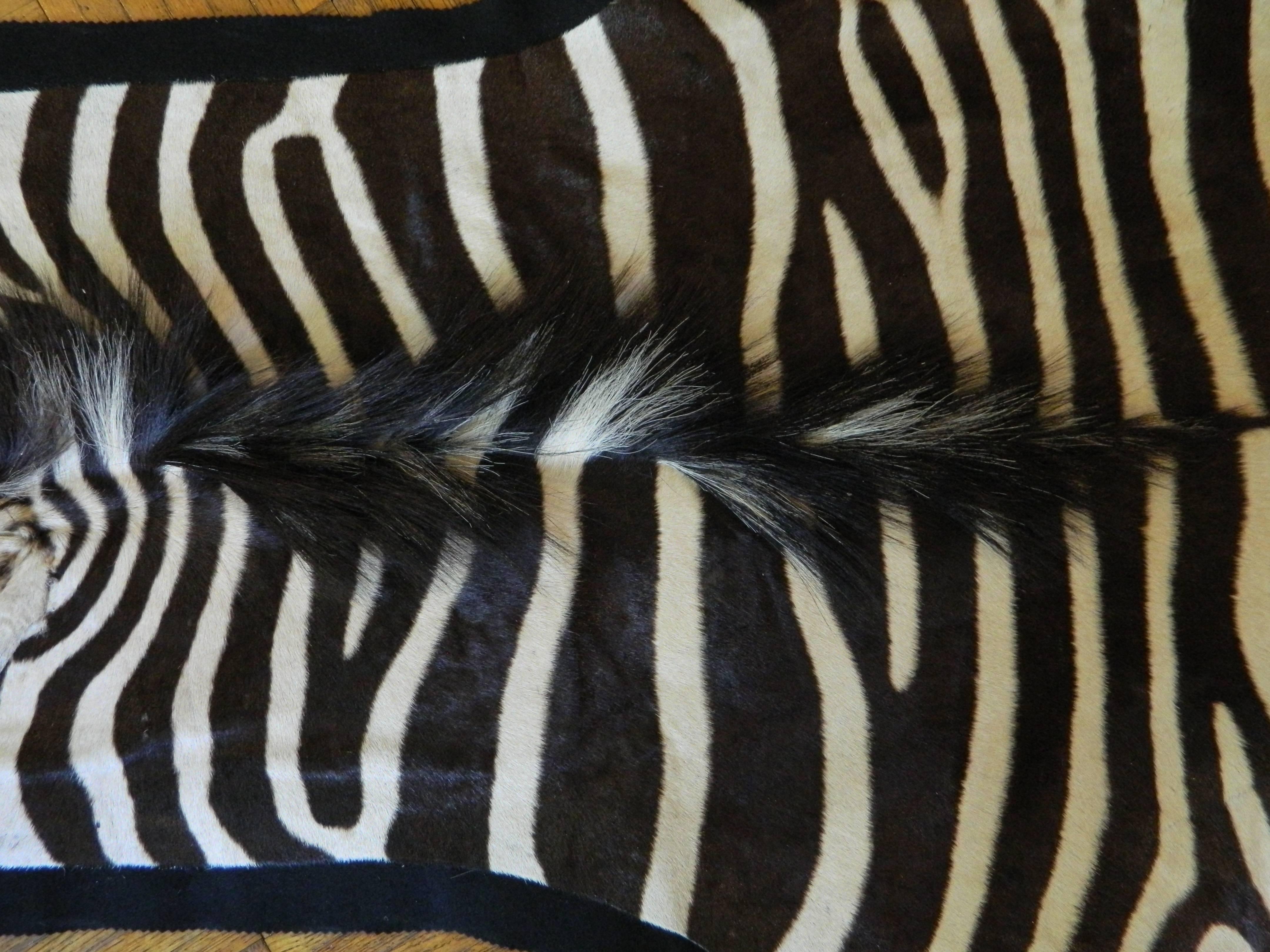 Modern Grade A Equus Burchell Zebra Skin Rug with Felt Backing