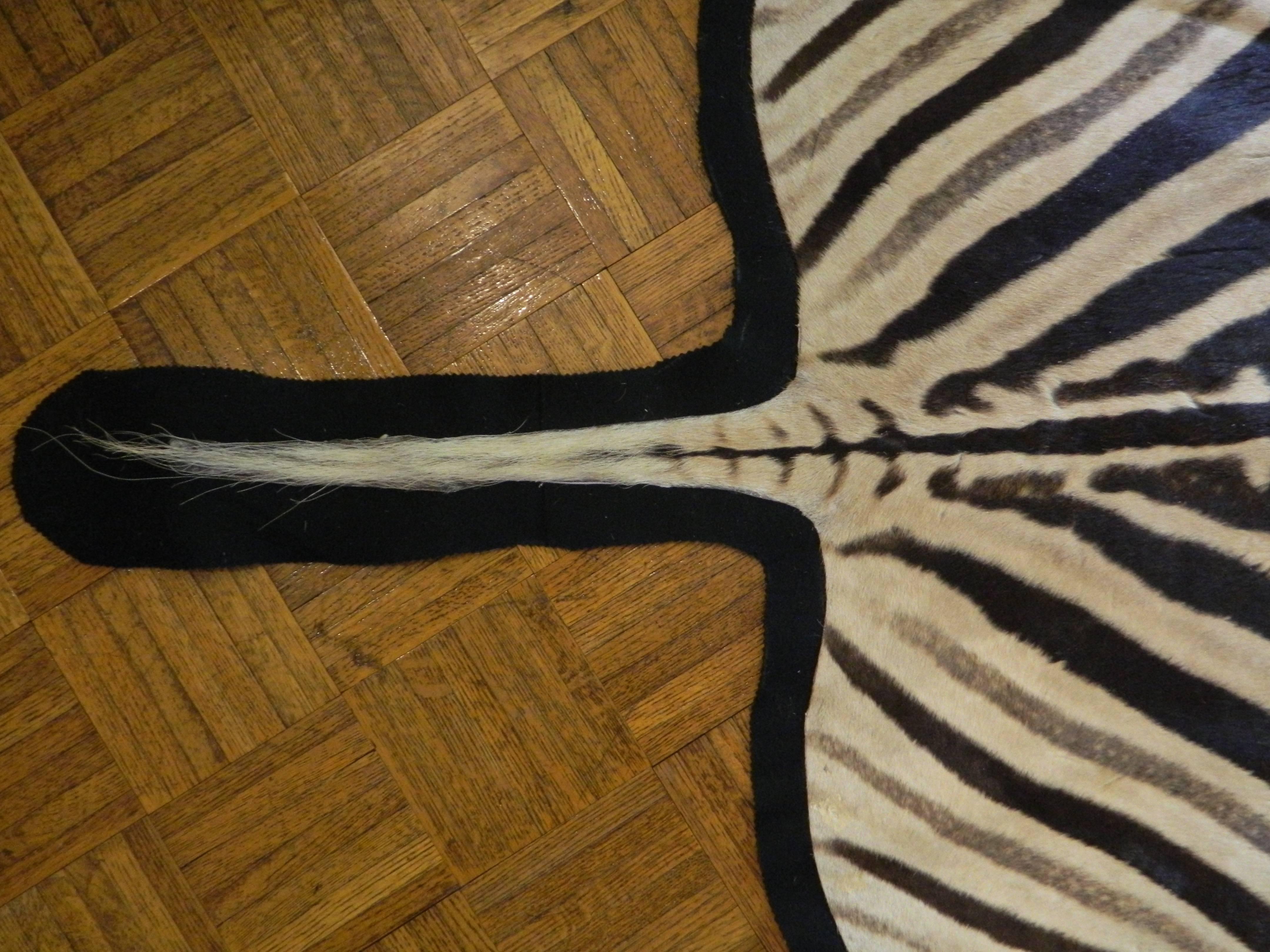Grade A Equus Burchell Zebra Skin Rug with Felt Backing In Excellent Condition In New York, NY