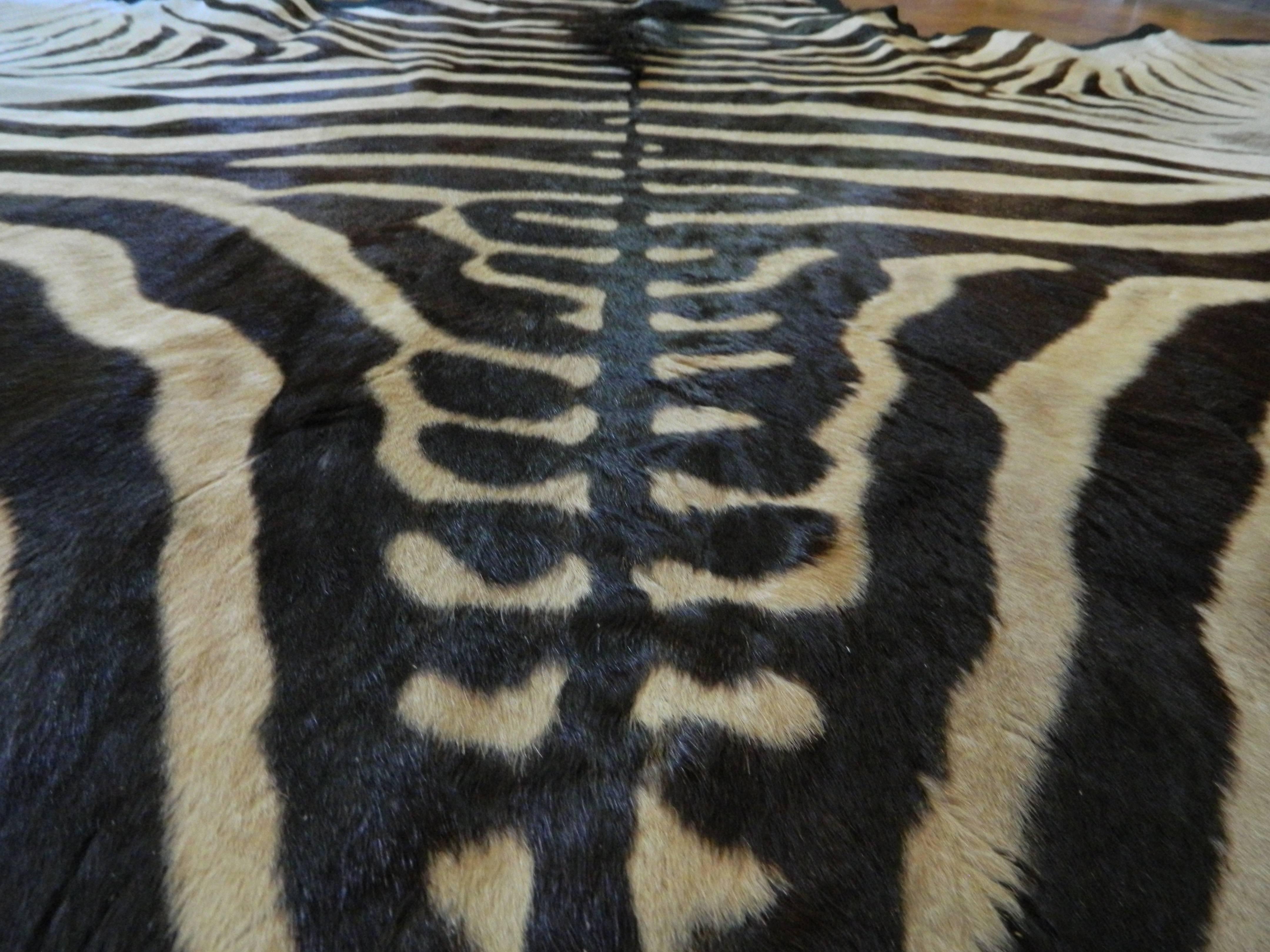 Contemporary Grade A Equus Burchell Zebra Skin Rug with Felt Backing
