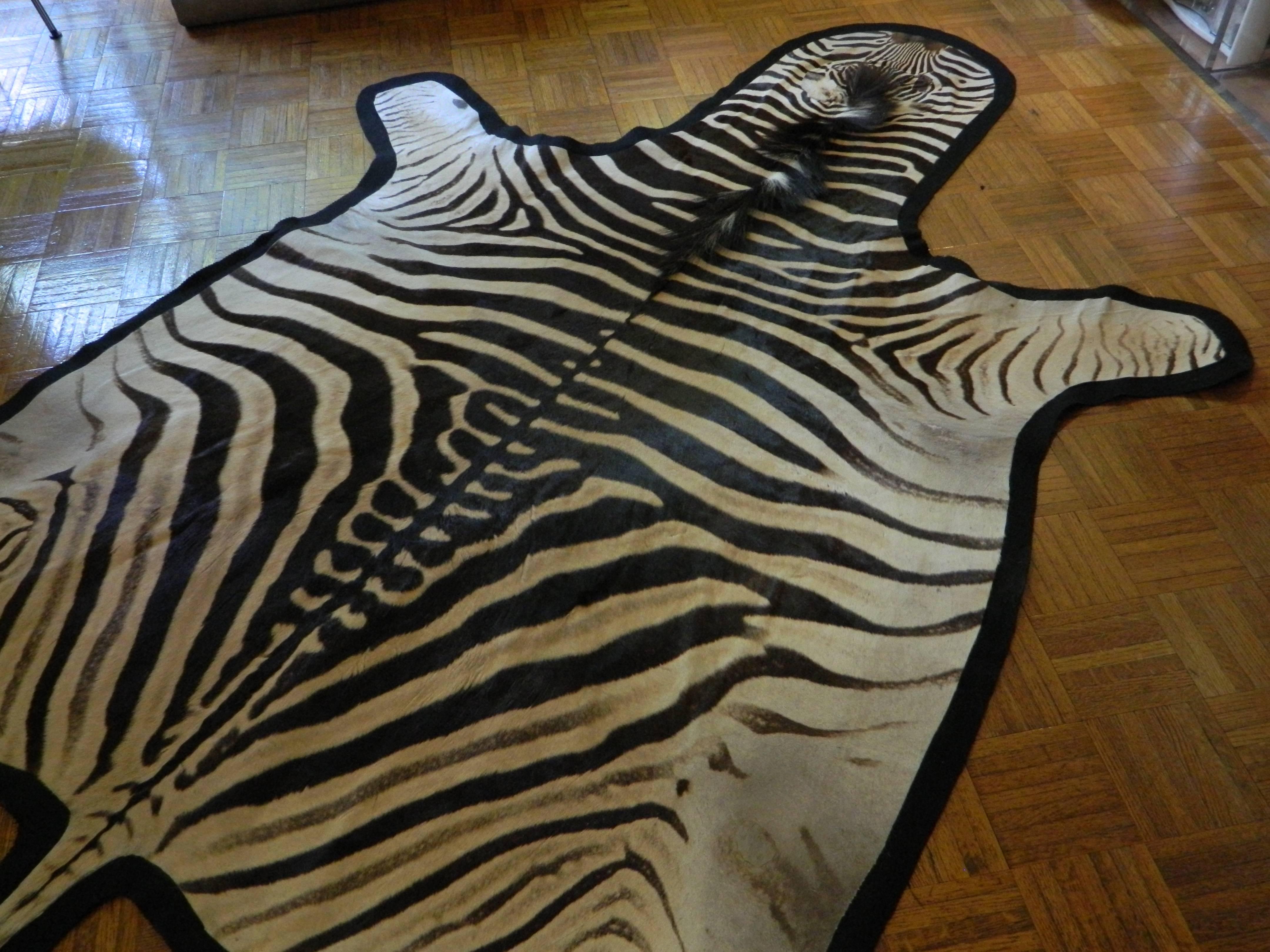 Grade A Equus Burchell Zebra Skin Rug with Felt Backing For Sale 1