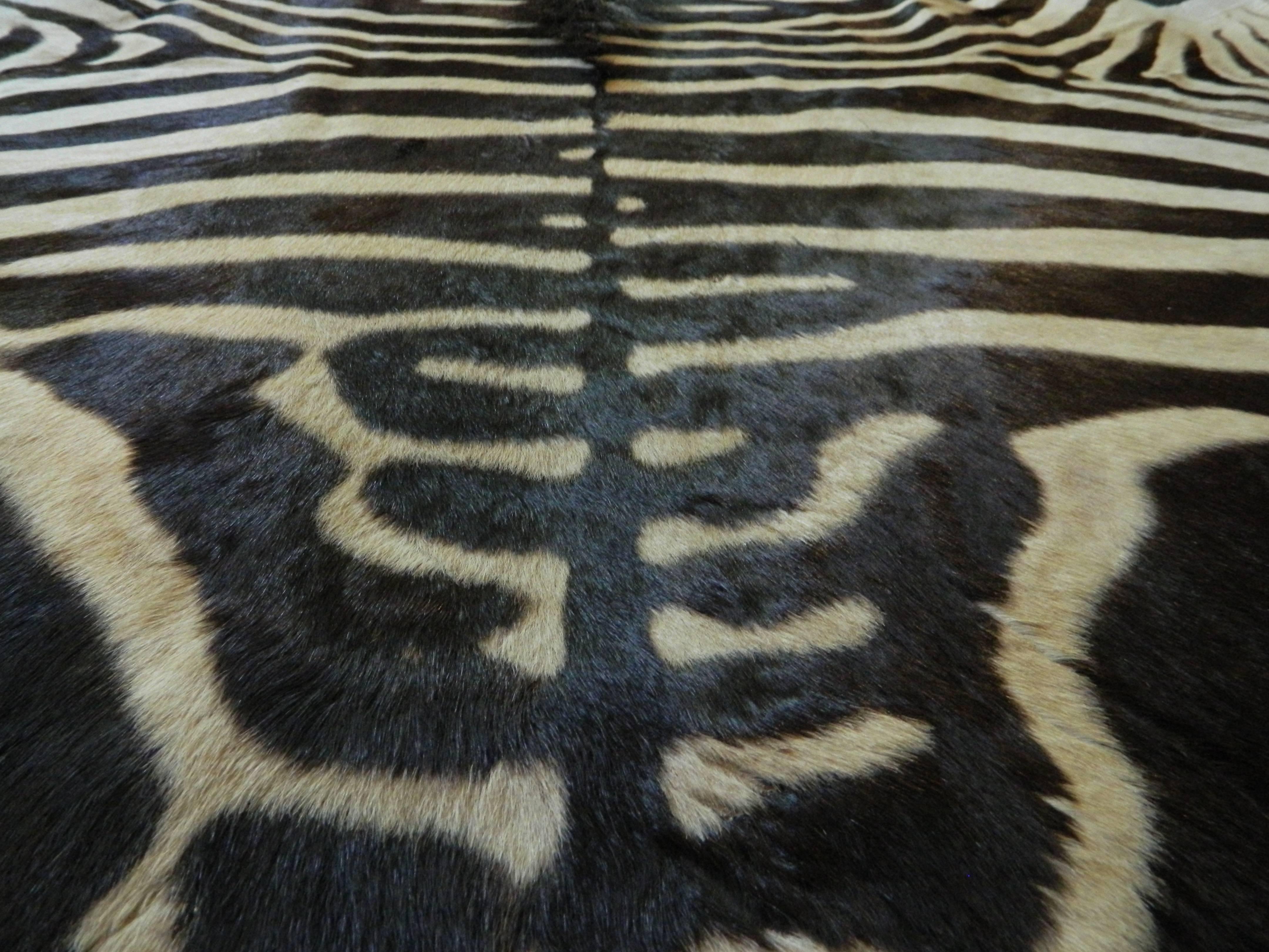 Grade A Equus Burchell Zebra Skin Rug with Felt Backing For Sale 2