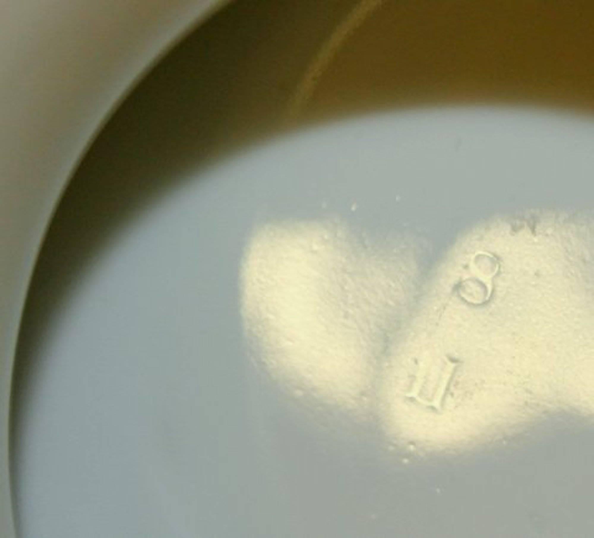 Zuppiera continentale in porcellana dipinta a mano con piante e insetti in vendita 3