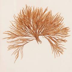 Framed, 19th Century Original Pressed Seaweed