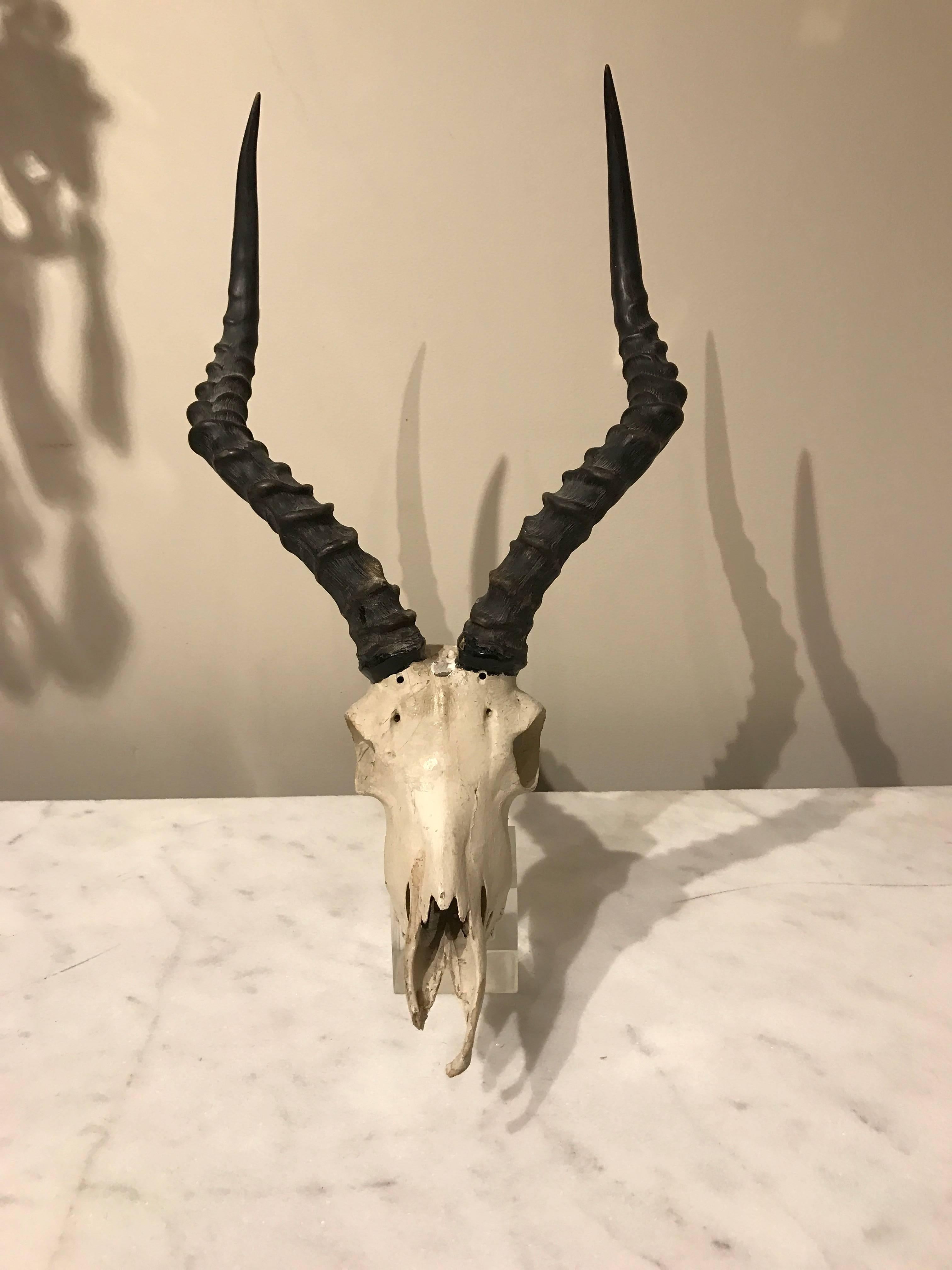 antelope skull mount