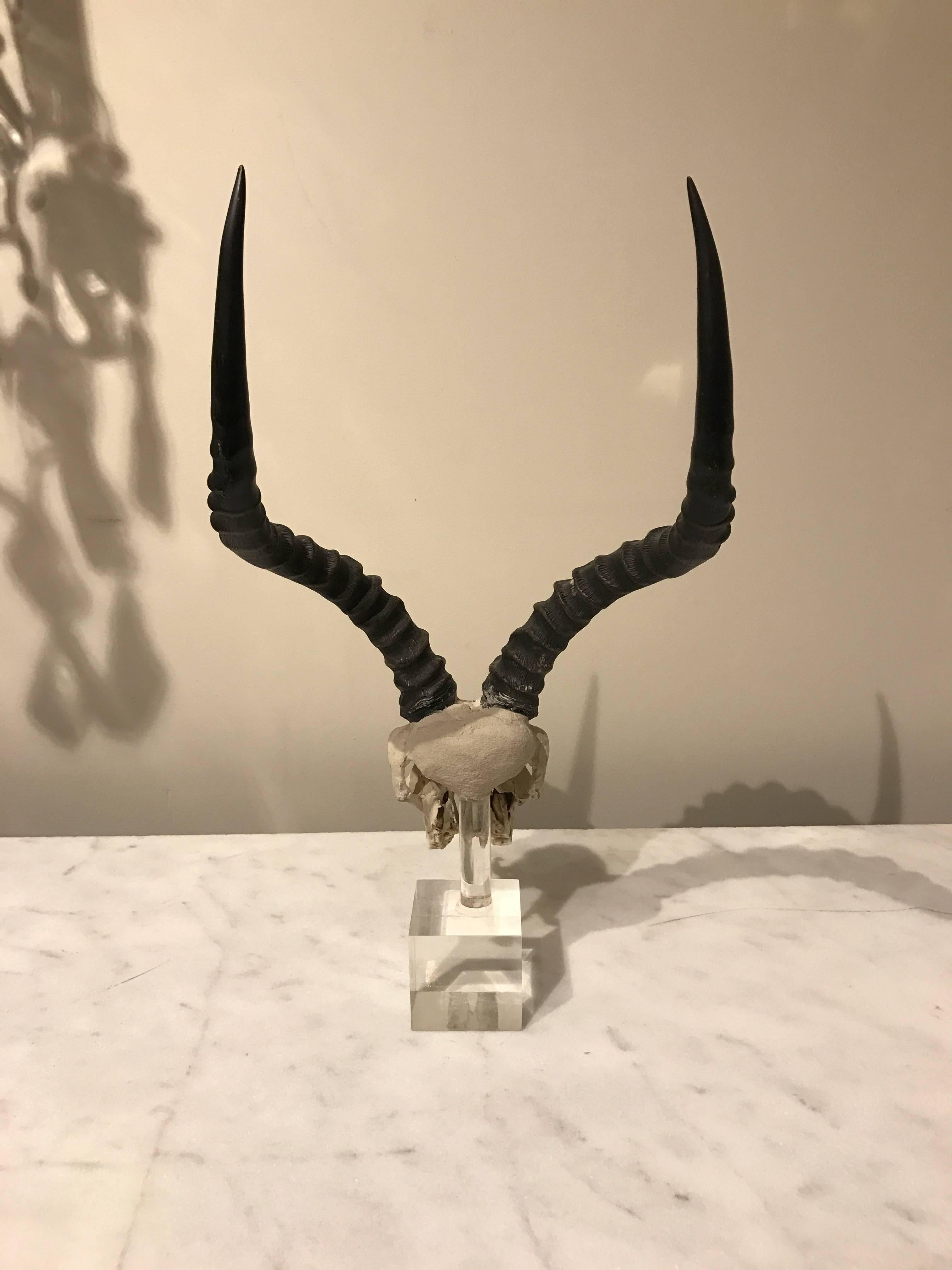 african antelope skull
