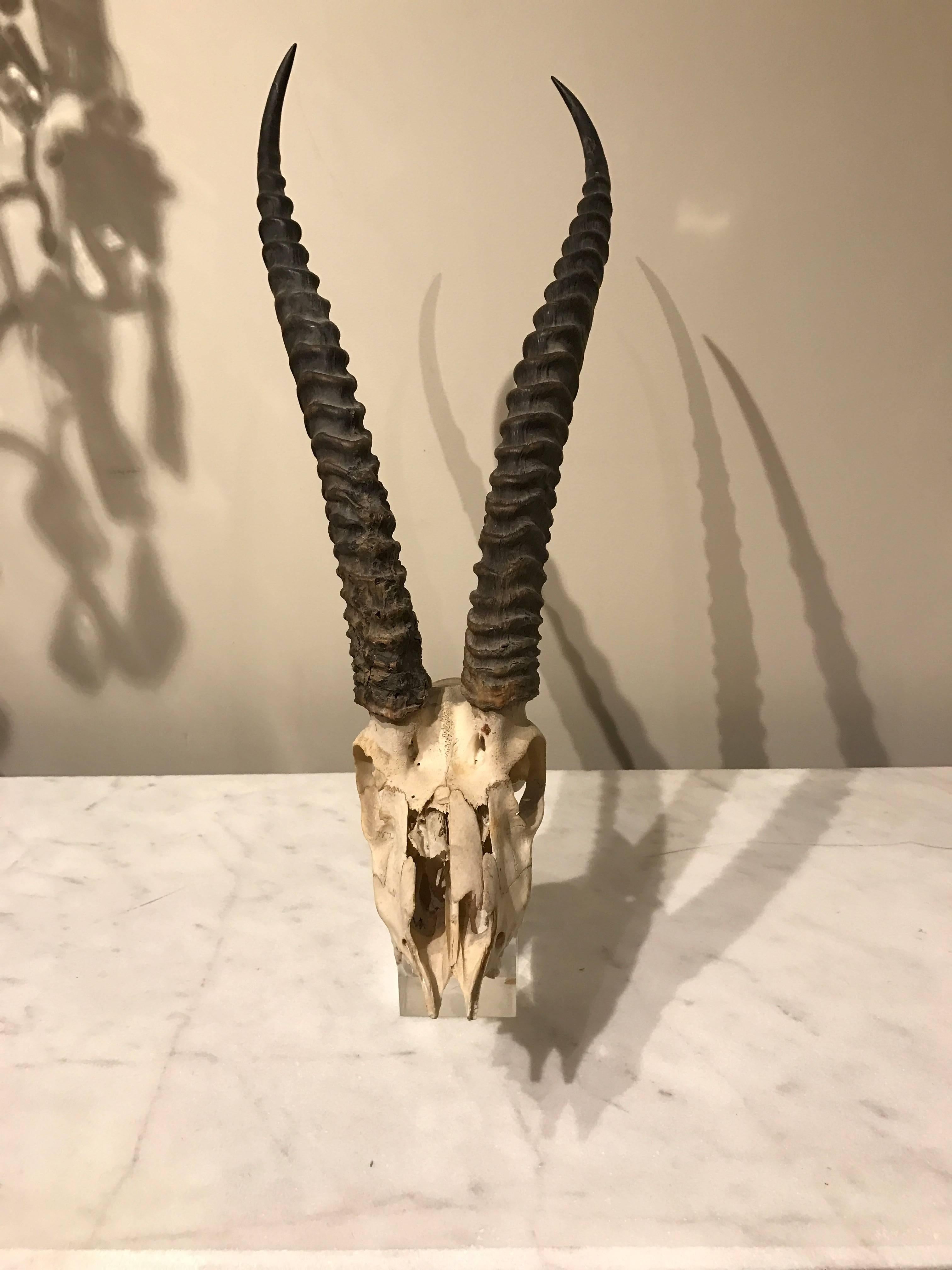 Modern Large Suite of Three Kudu / Antelope Museum Mounted Horns and Skulls