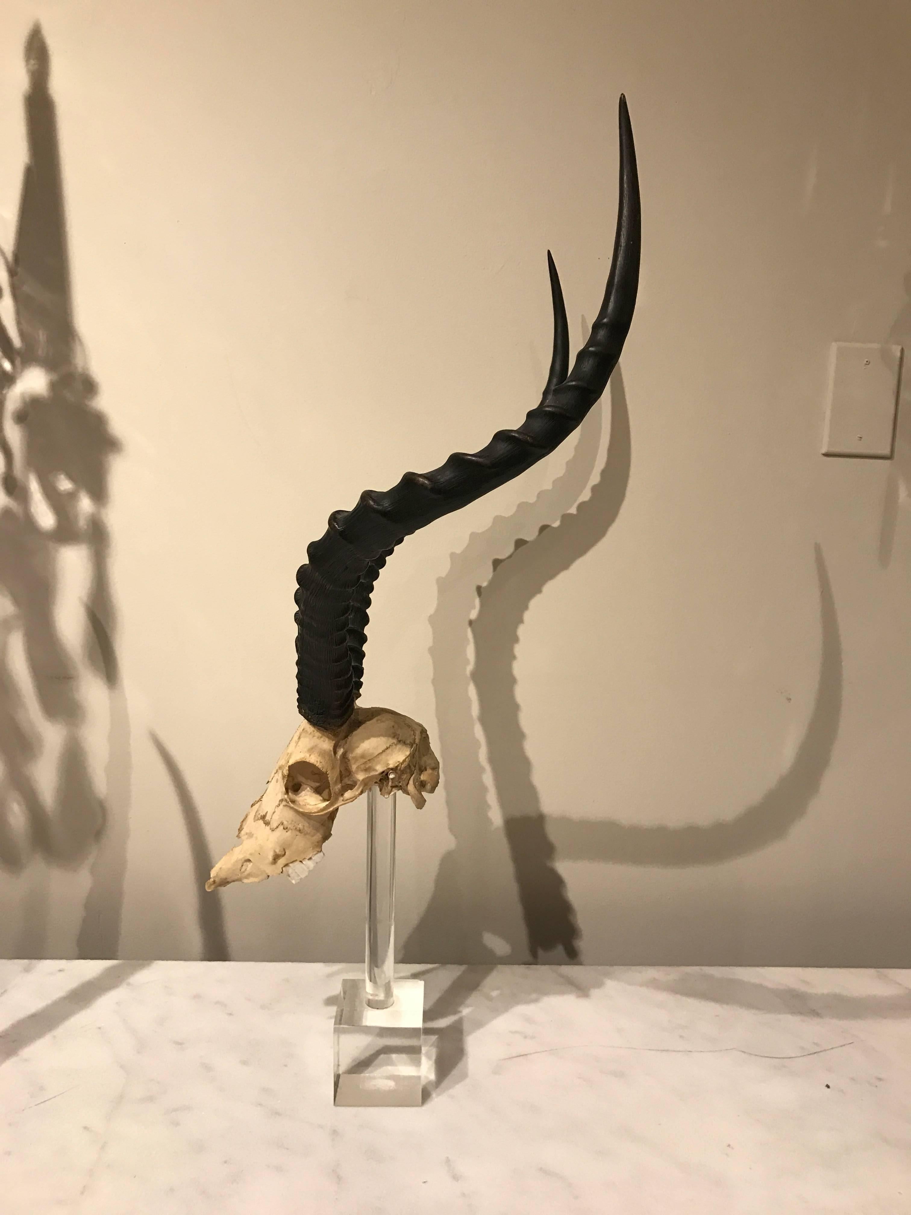 Large Suite of Three Kudu / Antelope Museum Mounted Horns and Skulls In Good Condition In Atlanta, GA