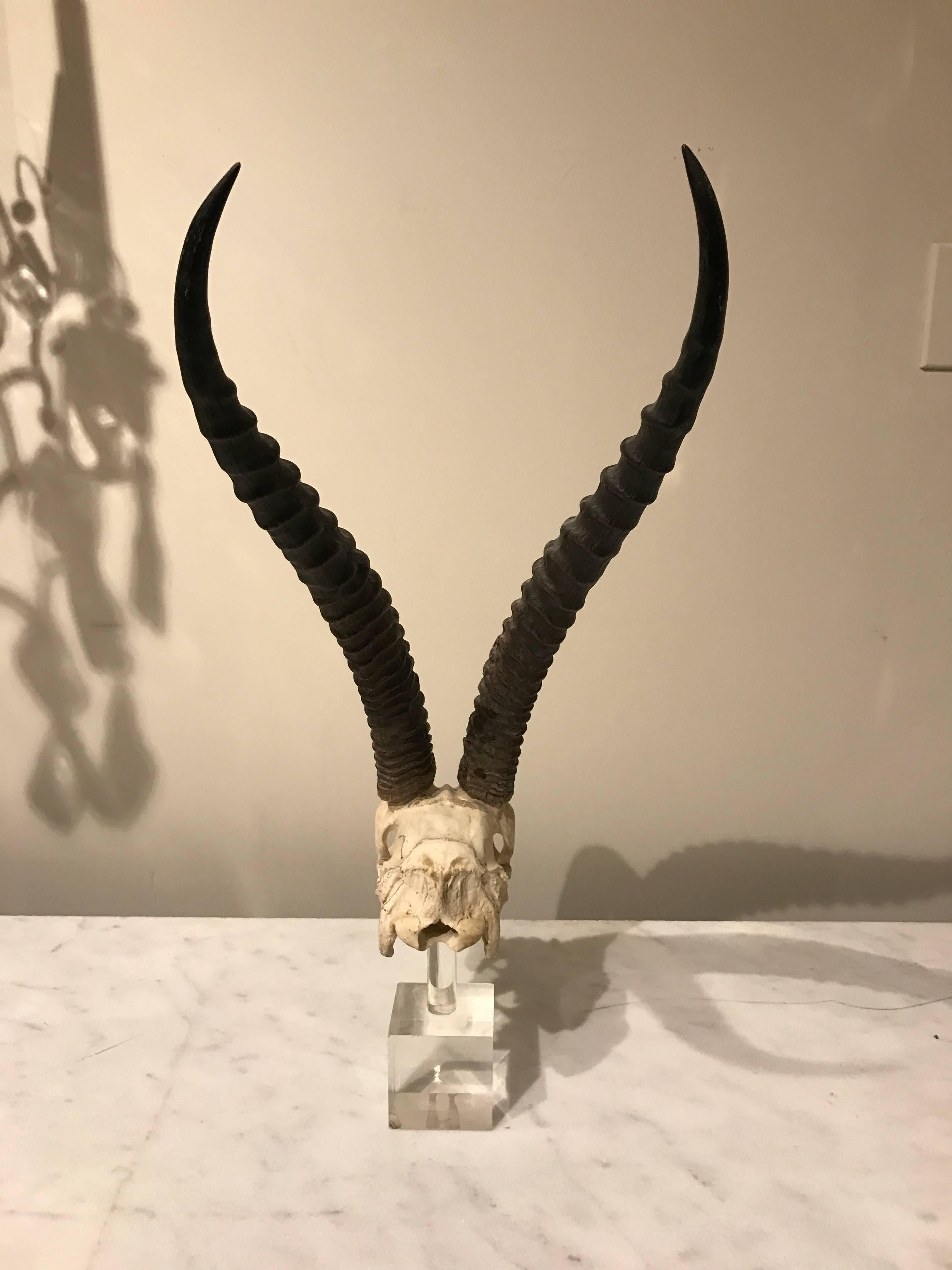 Late 20th Century Large Suite of Three Kudu / Antelope Museum Mounted Horns and Skulls