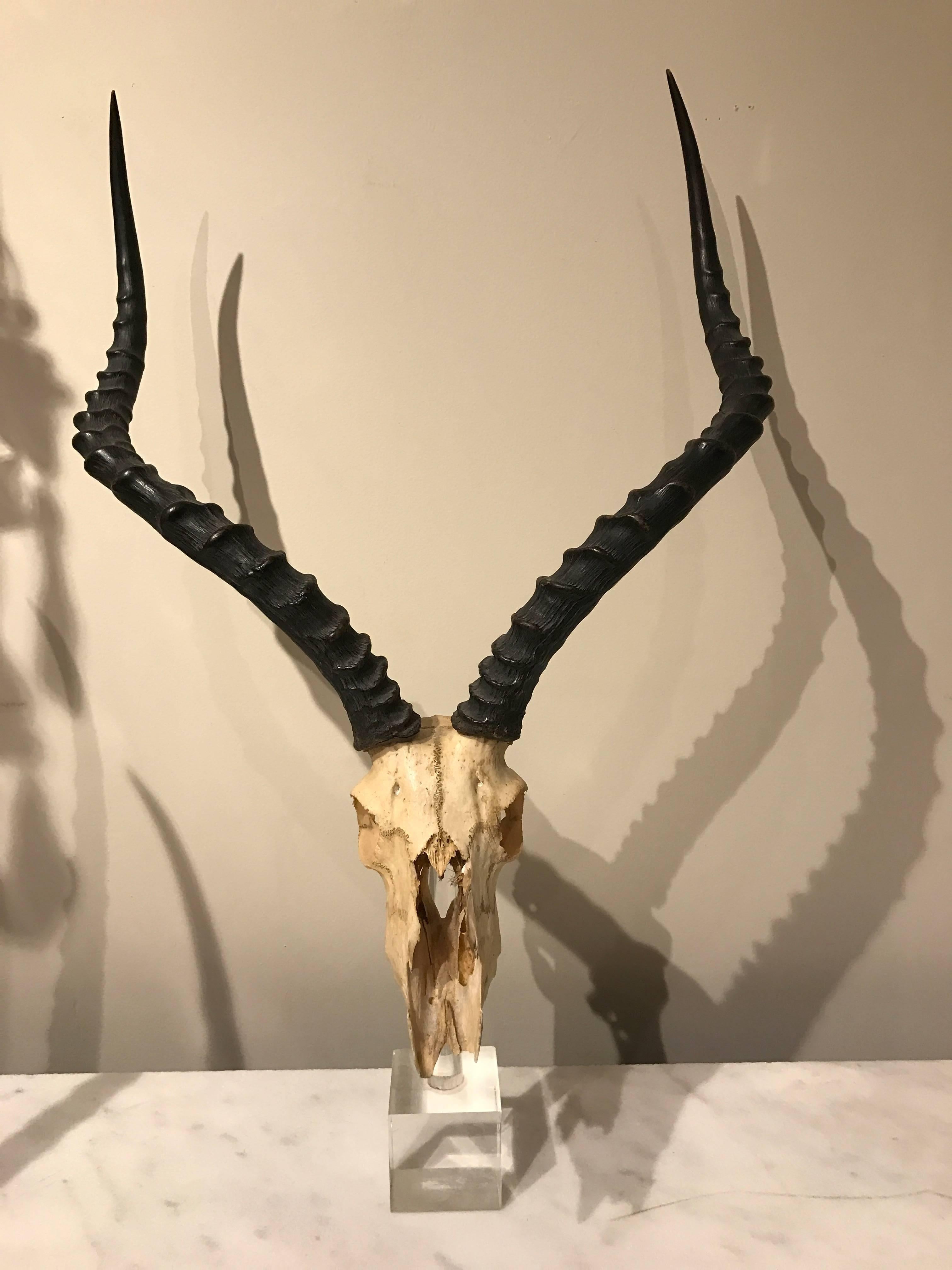 Large suite of three kudu / antelope museum mounted horns and skulls, each one of specimen quality, raised on a 3 inch square cube. Instant collection, sold as a set only.
Measures: 32