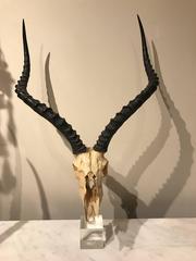 Large Suite of Three Kudu / Antelope Museum Mounted Horns and Skulls