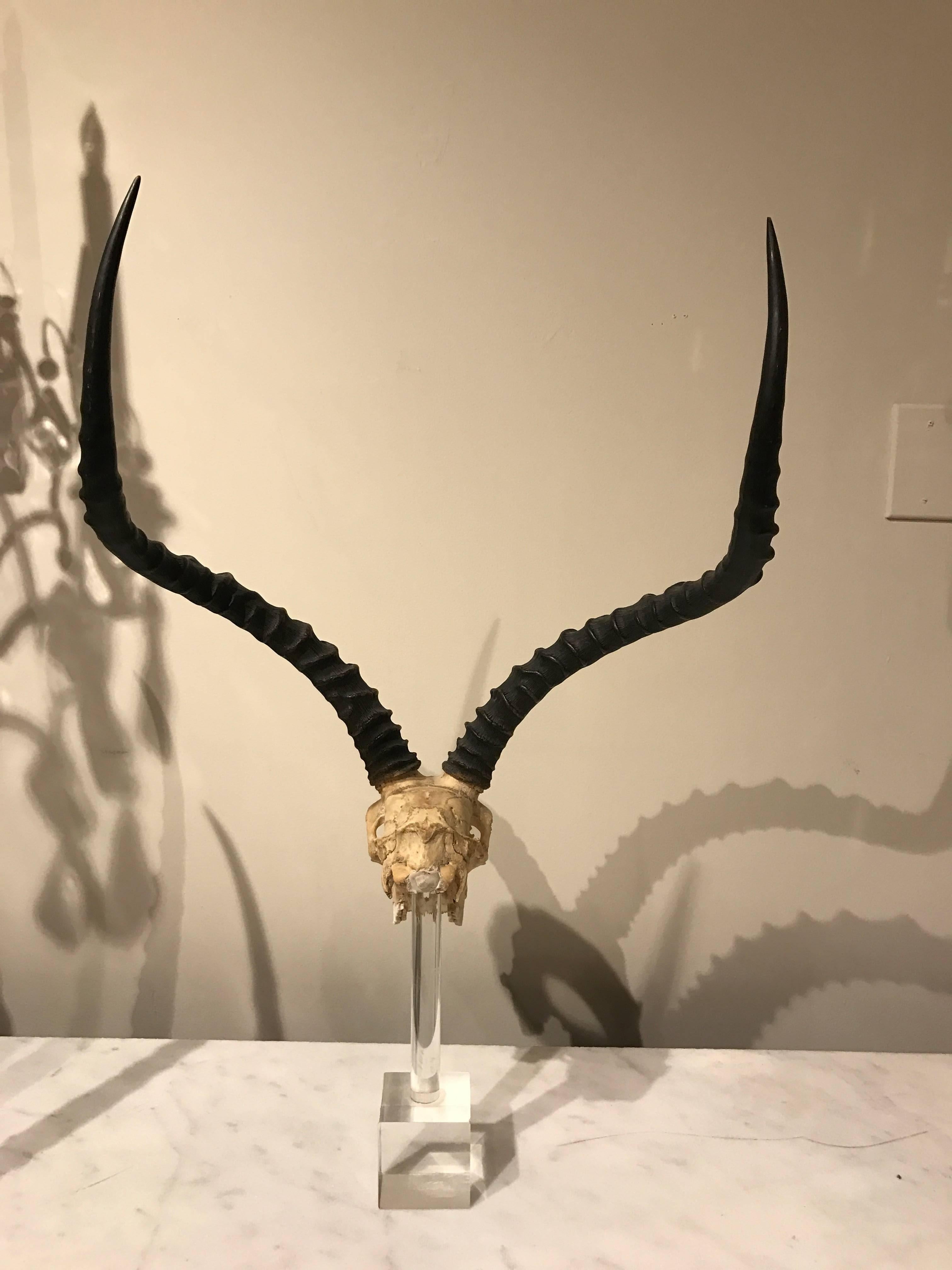 kudu antelope skull