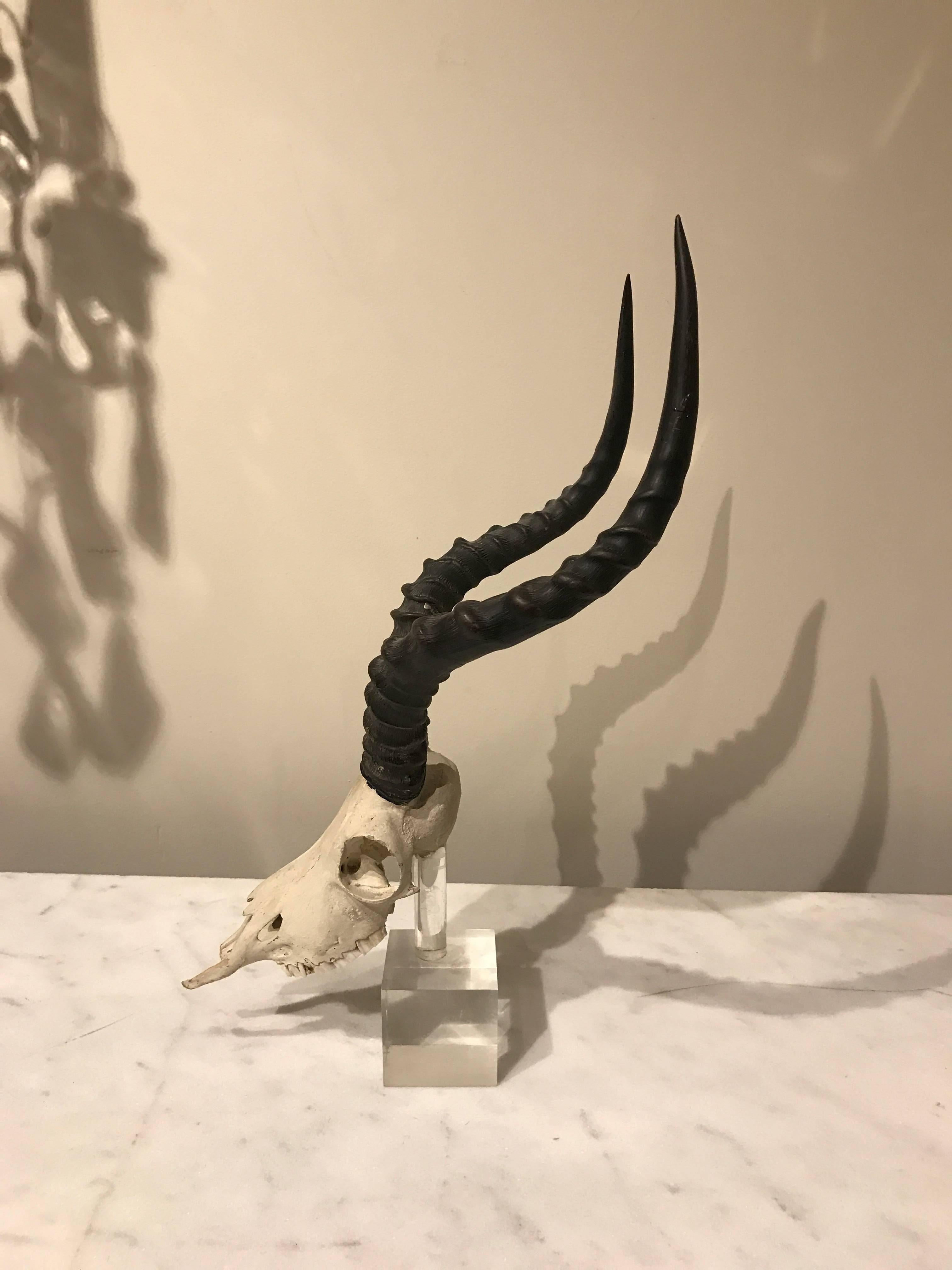 Bone Large Suite of Three Kudu / Antelope Museum Mounted Horns and Skulls