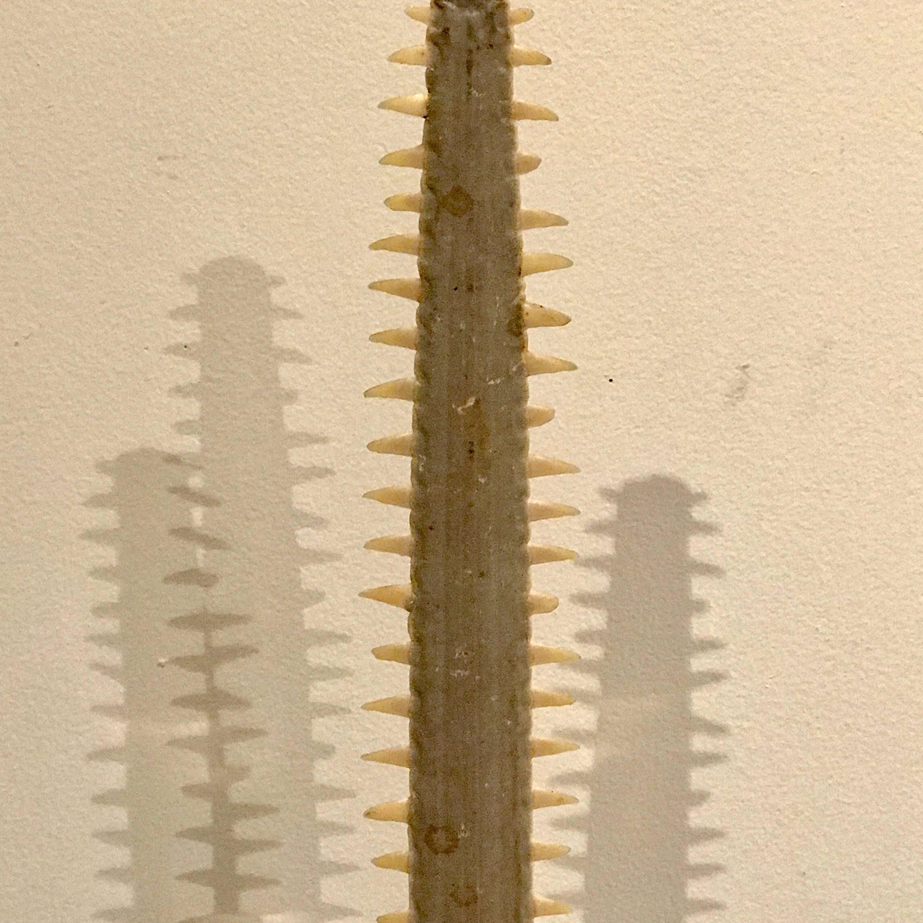 Early 20th Century Specimen Sawfish Rostrum Sculpture