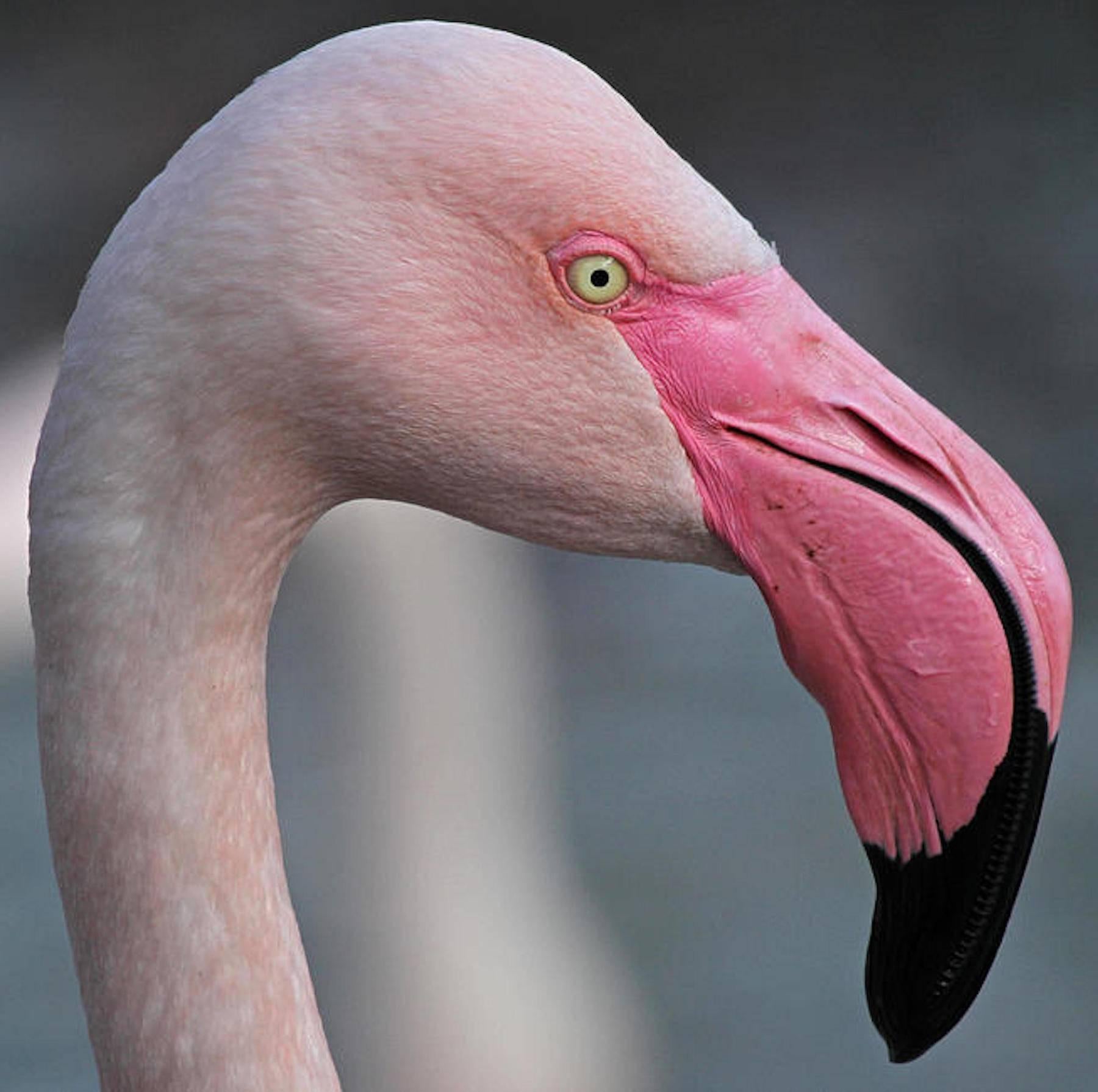 flamingo walking cane