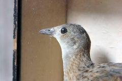 Early Museum Cased Taxidermy Corncrake circa 1860 in the Manner of Robert Duncan