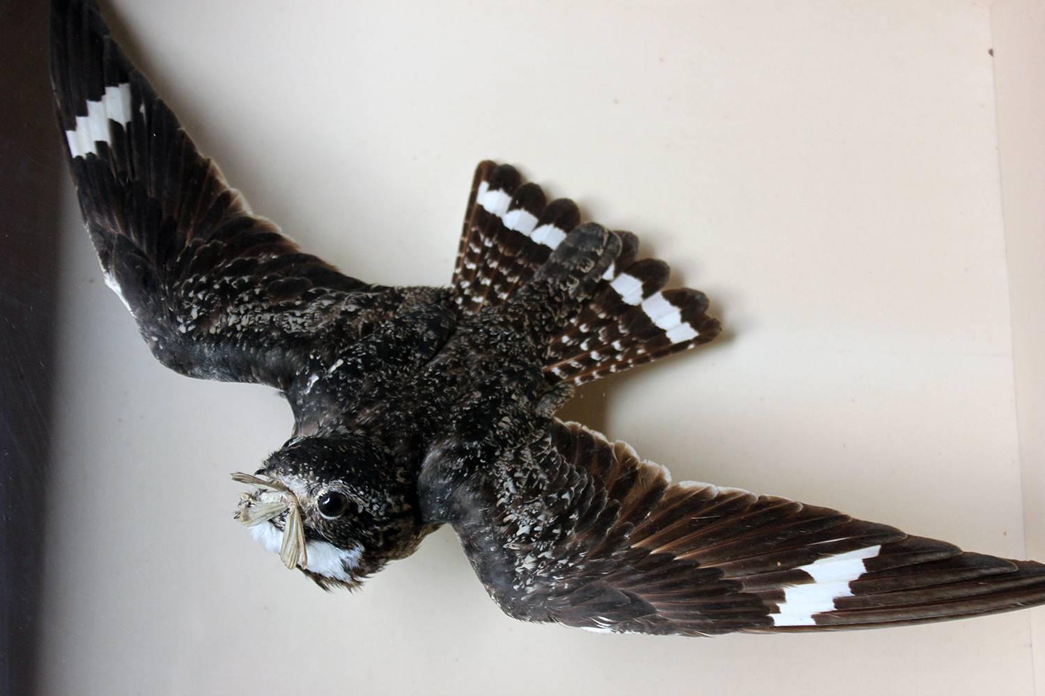 High Victorian Museum Cased Taxidermy Nighthawk by Joseph Cullingford of Durham Dated 1895