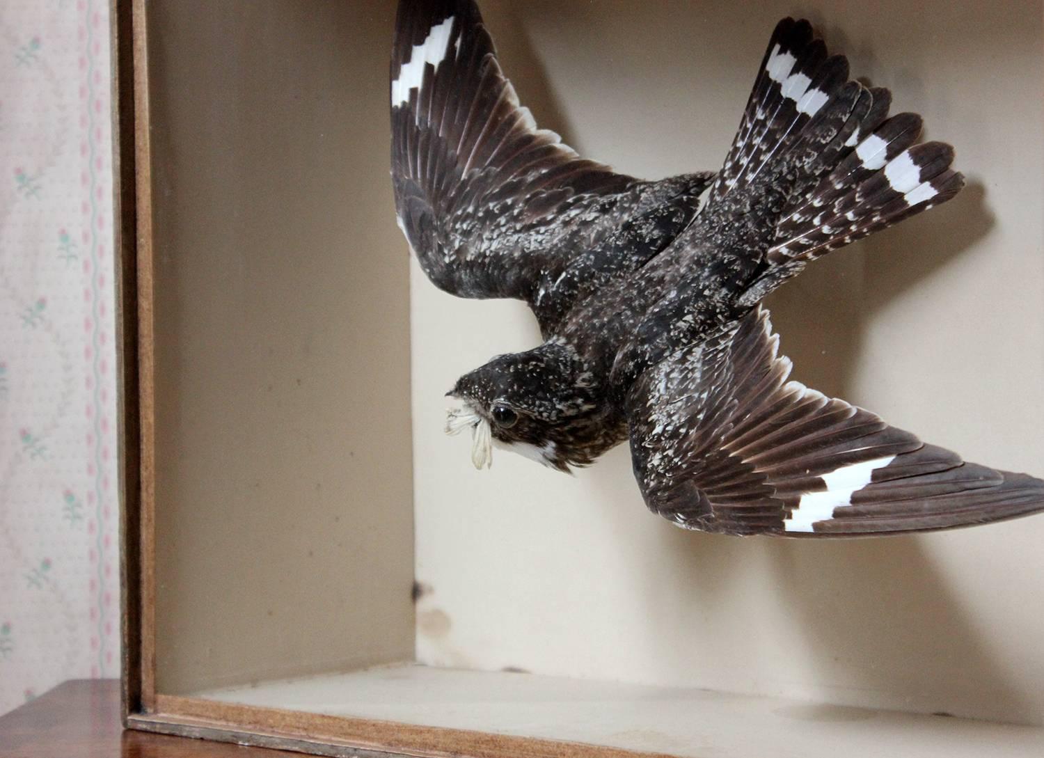 The beautifully preserved male common nighthawk (Chordeiles minor) in a swooping position and clutching a hawk-moth in its beak, housed within a typical Cullingford glazed museum case being faux oak painted, the interior beautifully sparse with buff