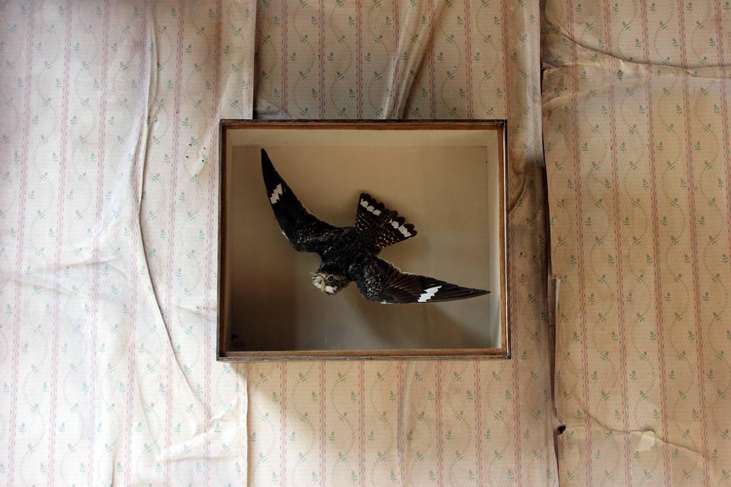 Museum Cased Taxidermy Nighthawk by Joseph Cullingford of Durham Dated 1895 2