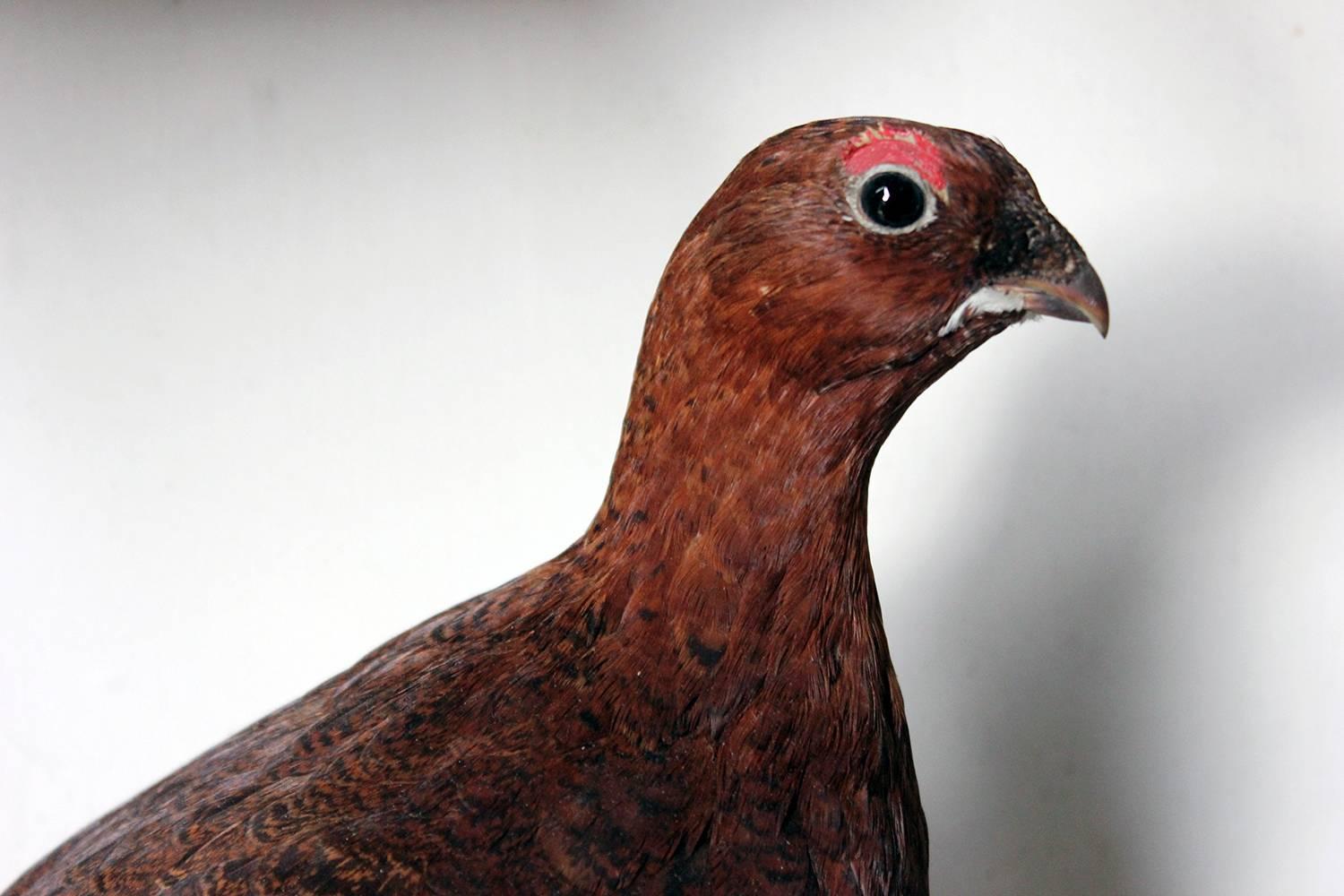 Large Taxidermy Group of Four Scottish Red Grouse by R.Duncan, Dated 1882 In Excellent Condition In Bedford, Bedfordshire