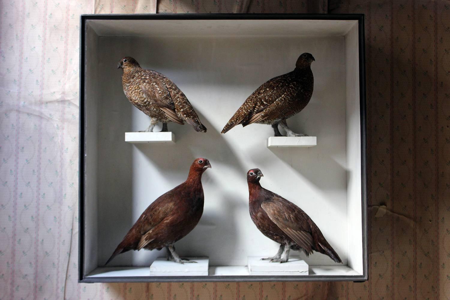 Large Taxidermy Group of Four Scottish Red Grouse by R.Duncan, Dated 1882 2
