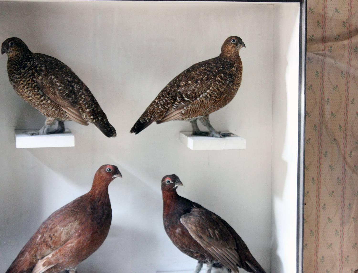 High Victorian Large Taxidermy Group of Four Scottish Red Grouse by R.Duncan, Dated 1882