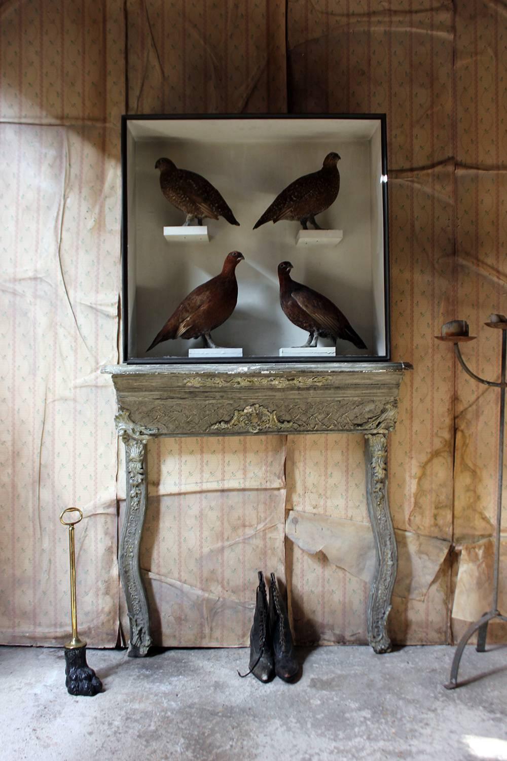 Large Taxidermy Group of Four Scottish Red Grouse by R.Duncan, Dated 1882 3